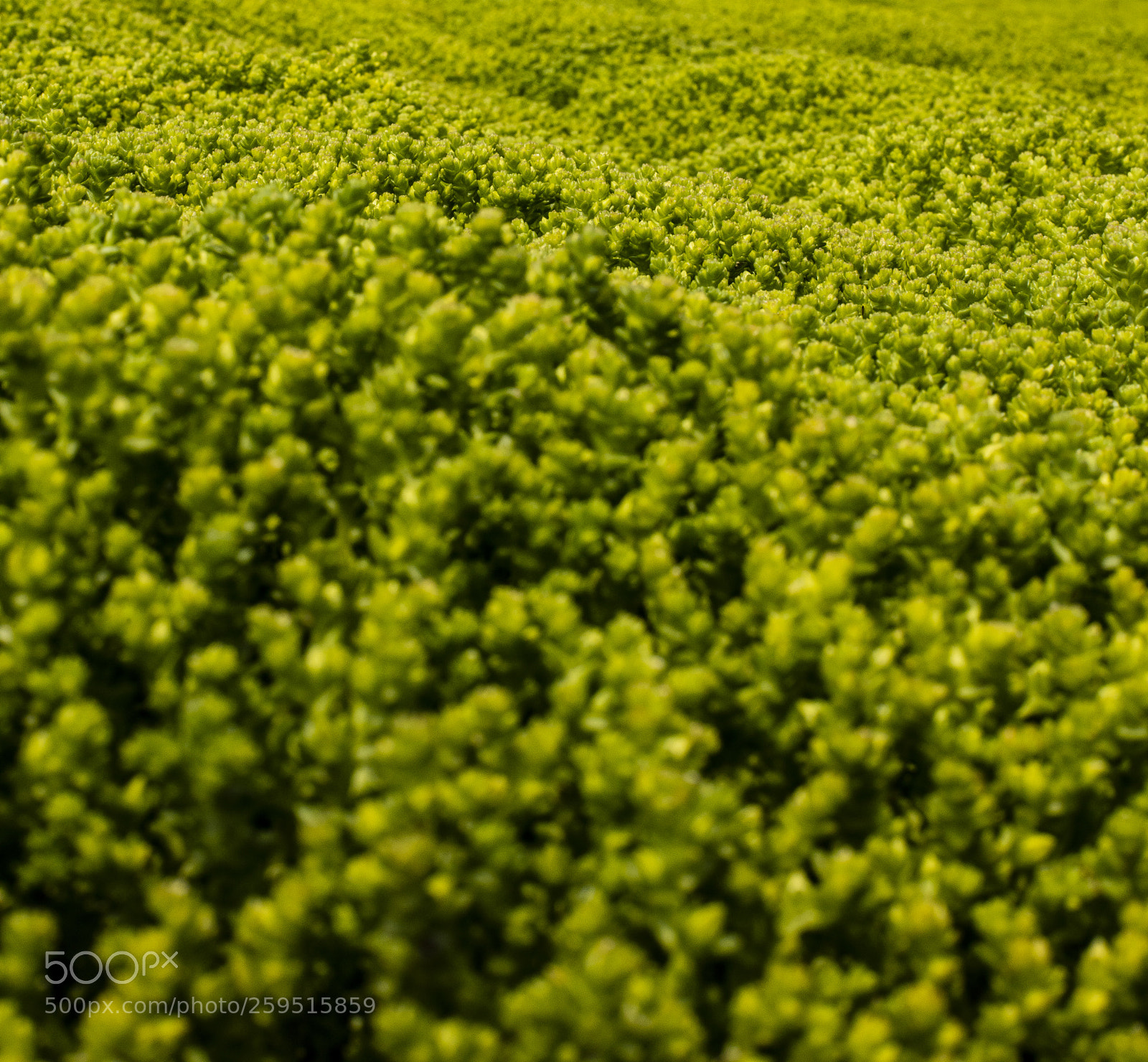 Canon EOS 5DS sample photo. Small green hills photography