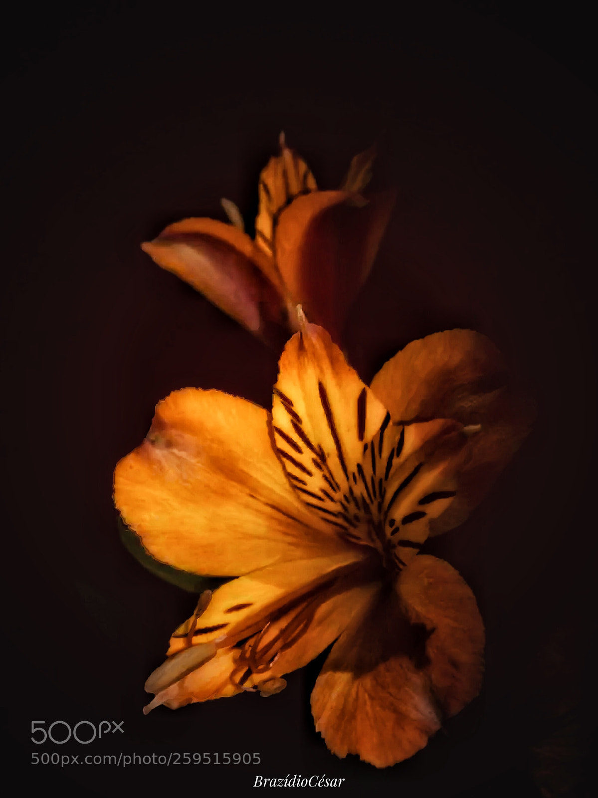 Apple iPhone 6s sample photo. Untitled photography