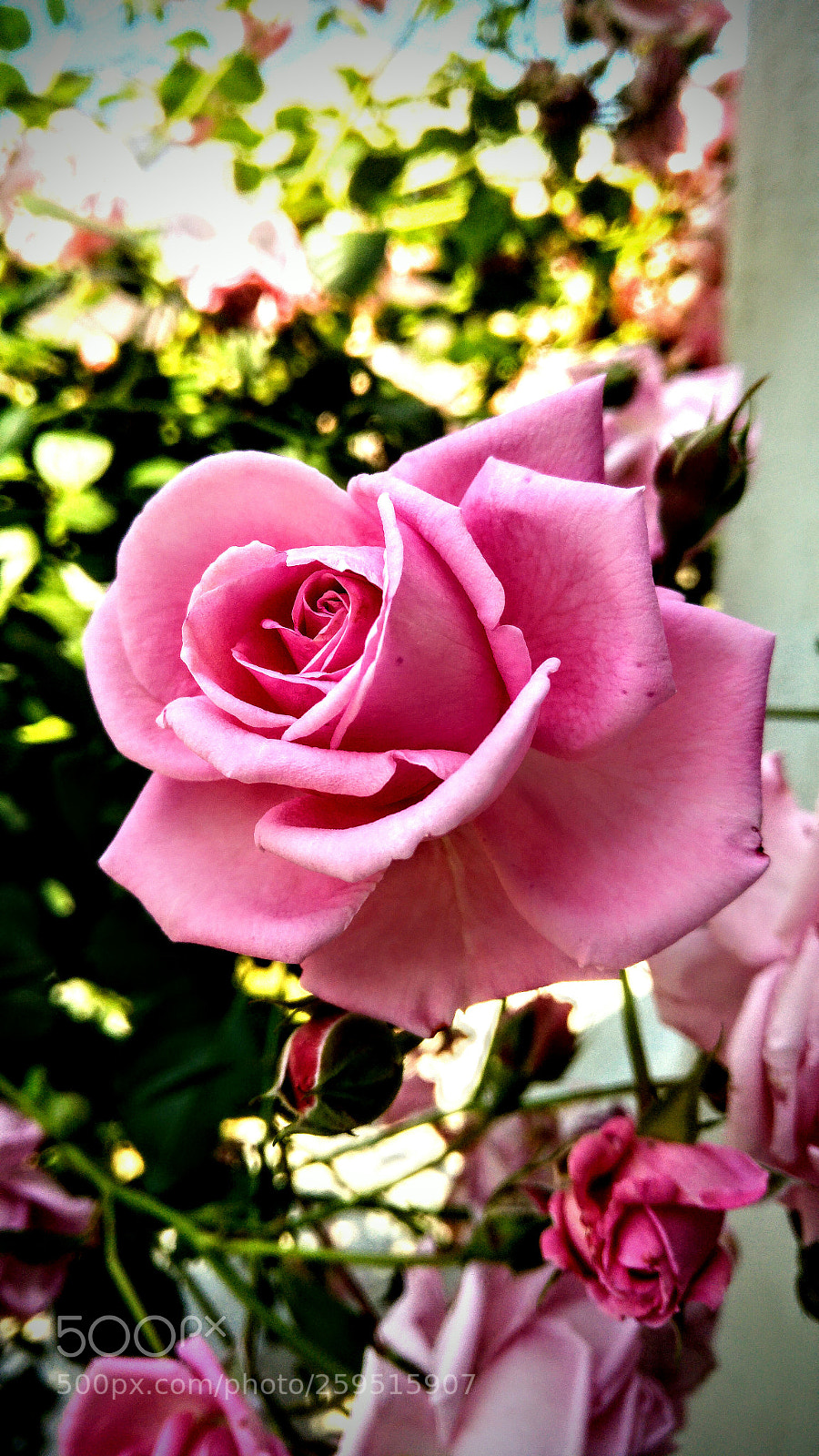 LG G4 sample photo. Untitled photography