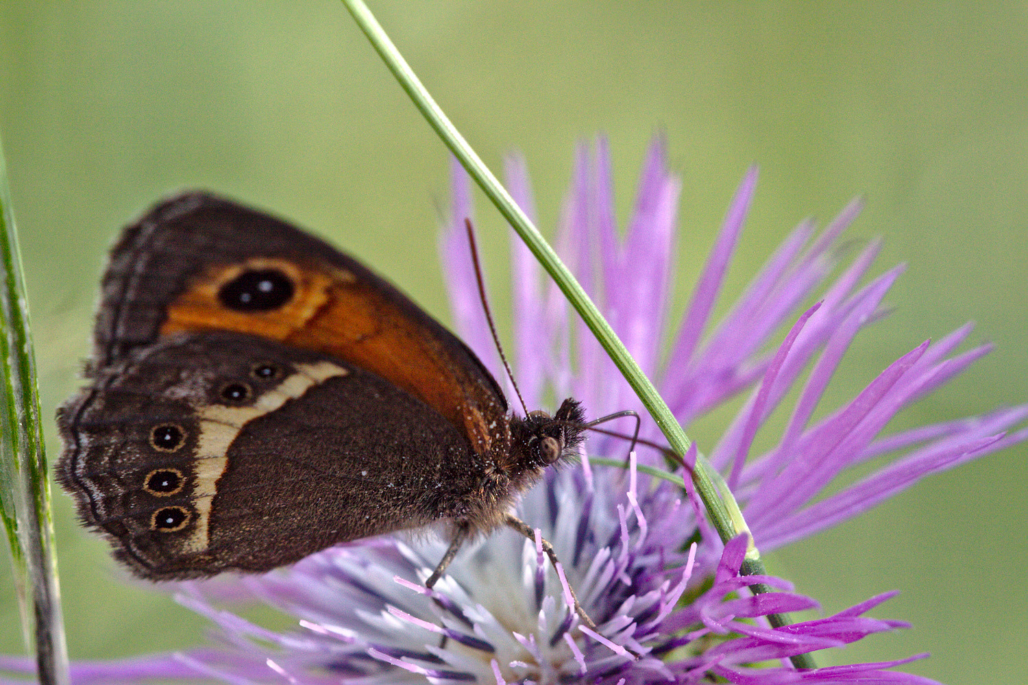 Sigma APO Macro 150mm f/2.8 EX DG HSM sample photo. Papillon photography