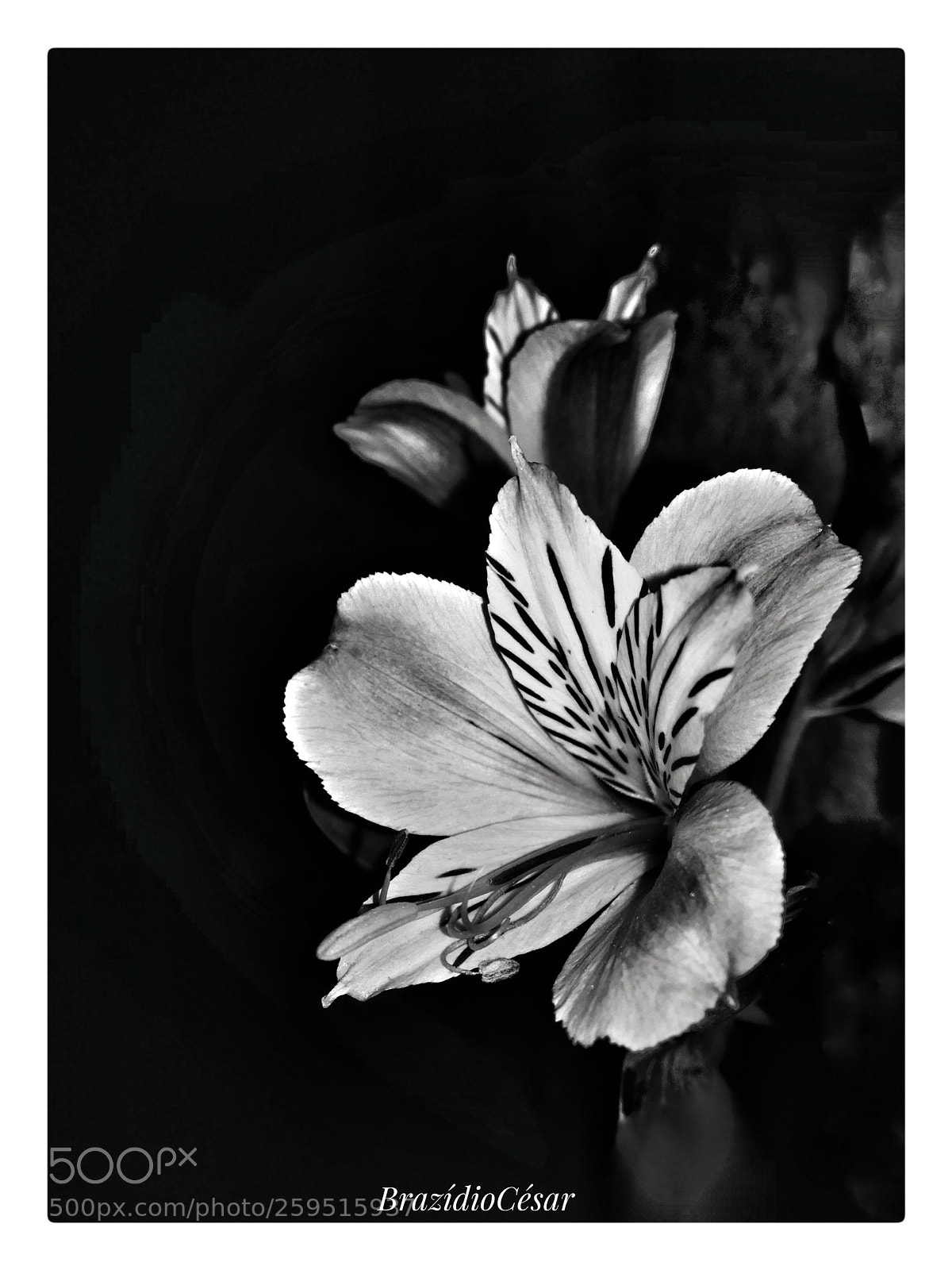 Apple iPhone 6s sample photo. Untitled photography