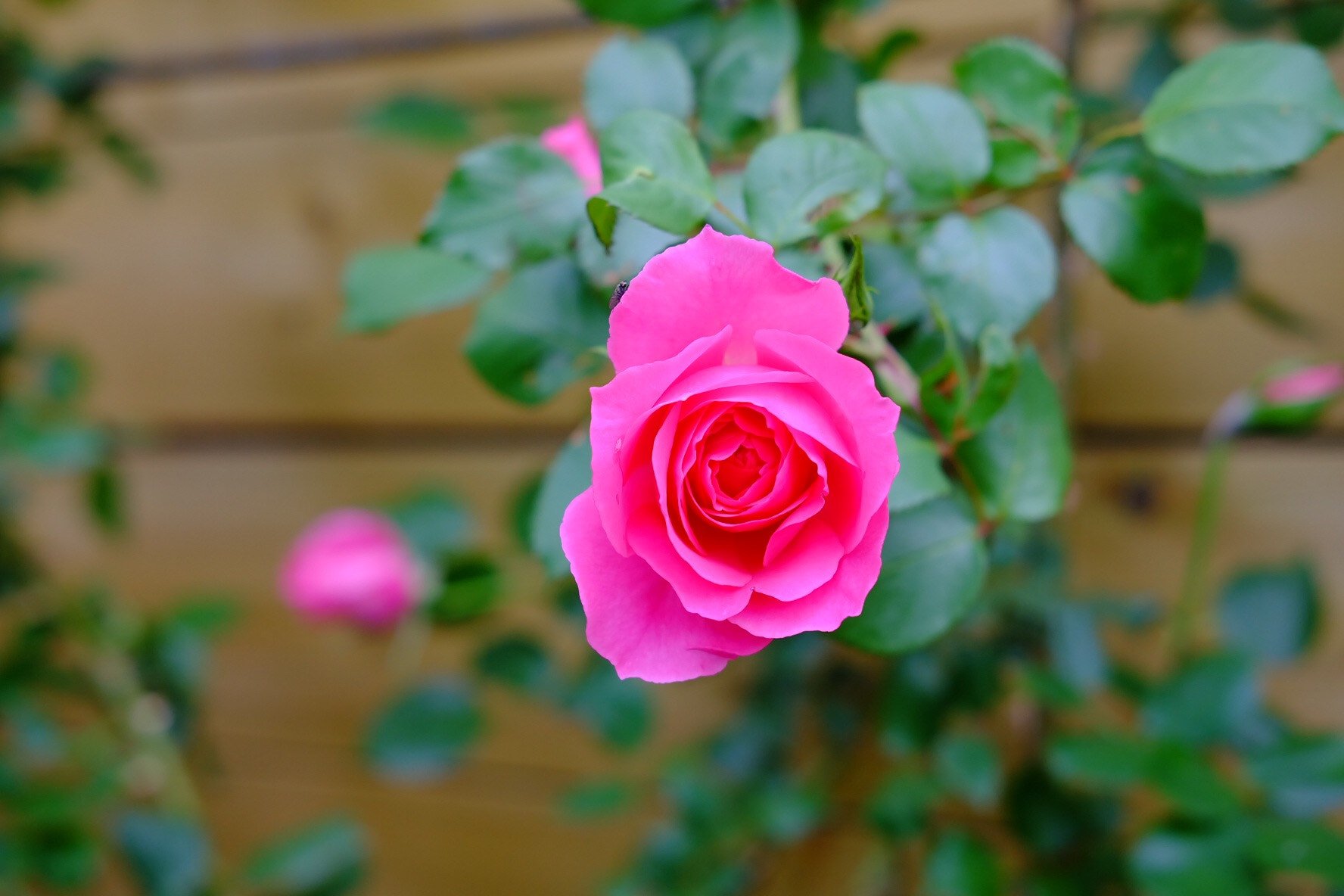 Fujifilm X-A1 sample photo