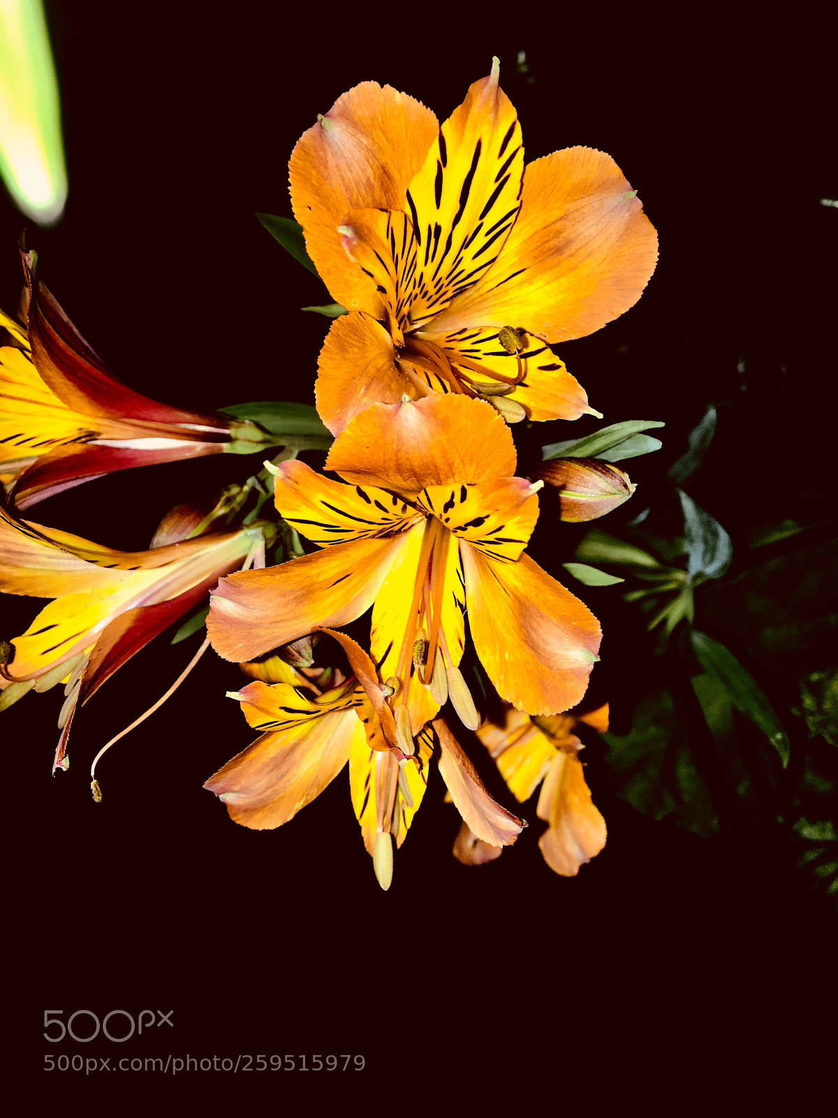 Apple iPhone 6s sample photo. Untitled photography