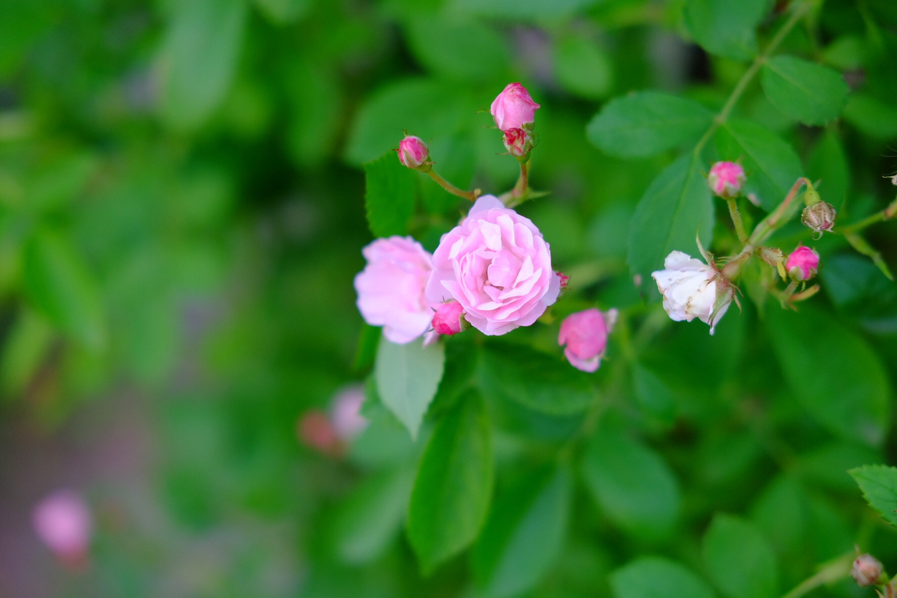 Fujifilm X-A1 sample photo
