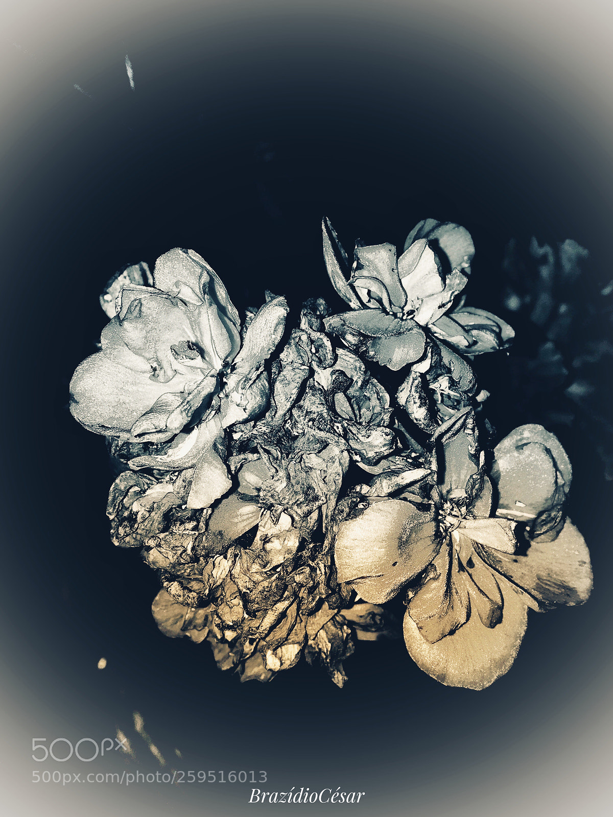 Apple iPhone 6s sample photo. Untitled photography