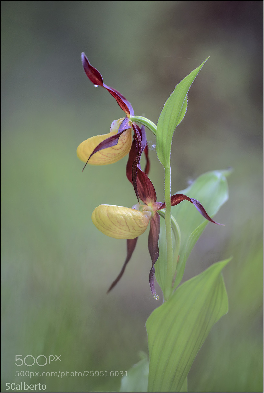 Nikon D610 sample photo. Cypripedium calceolus photography