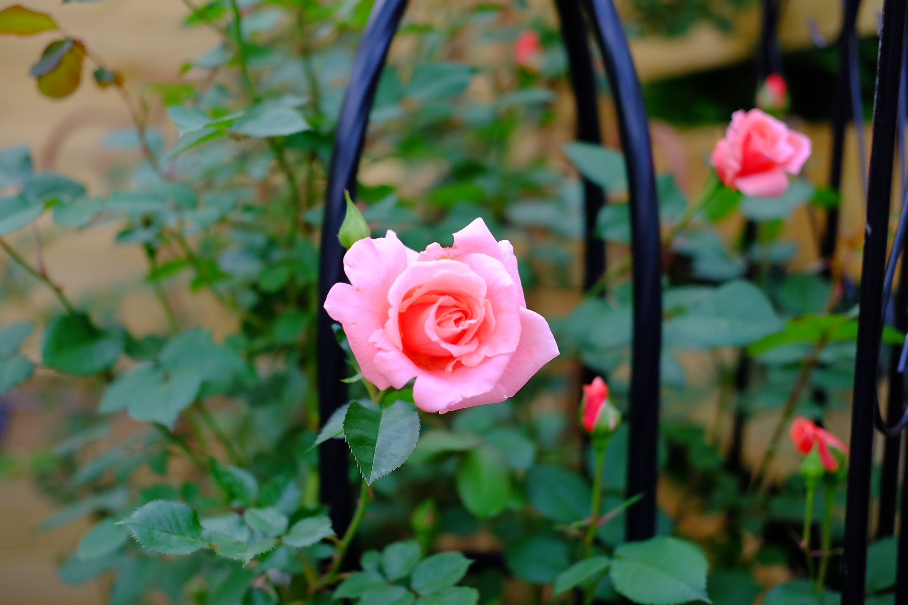 Fujifilm X-A1 sample photo