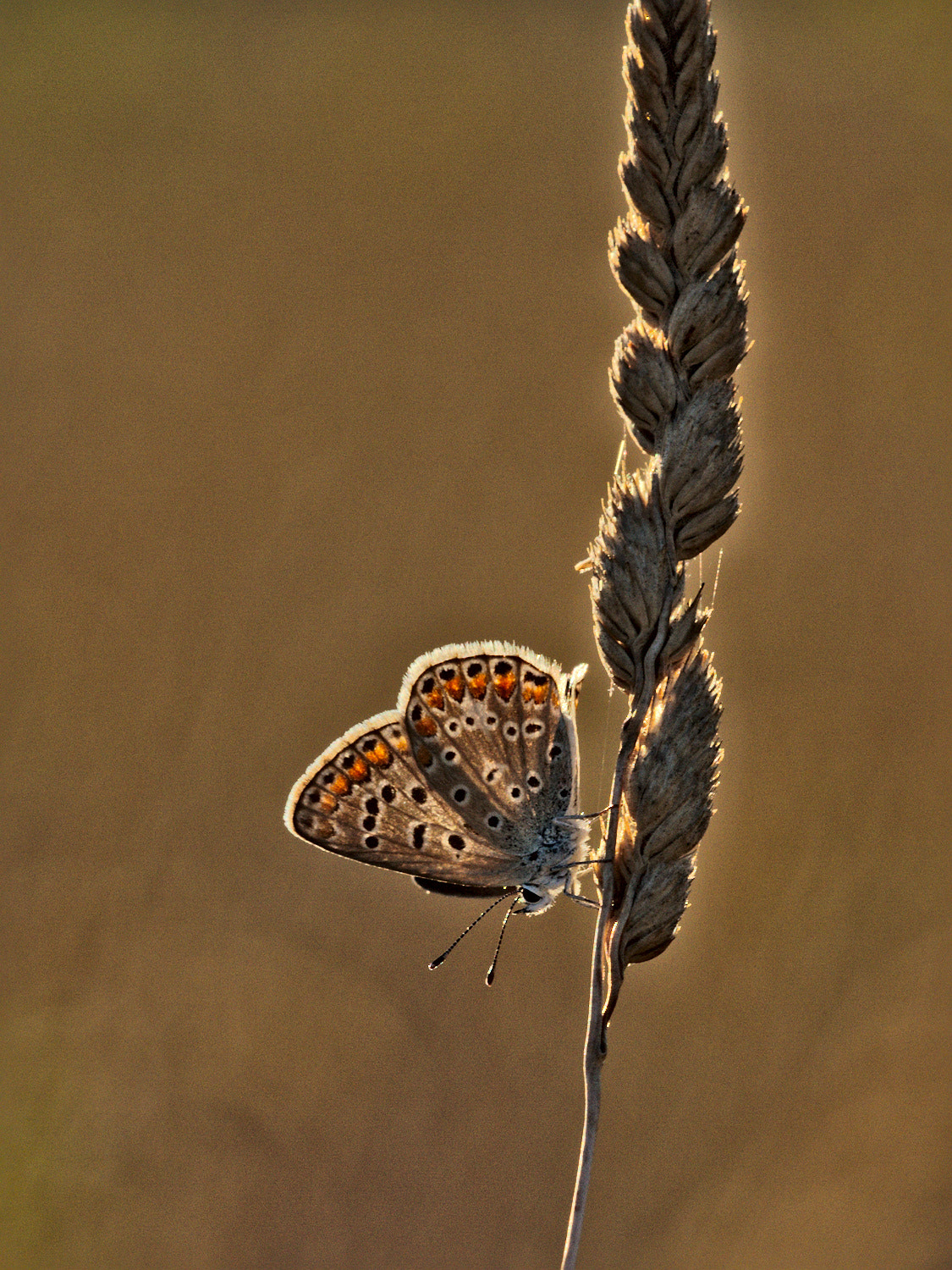 Sigma APO Macro 150mm f/2.8 EX DG HSM sample photo. Papillon photography