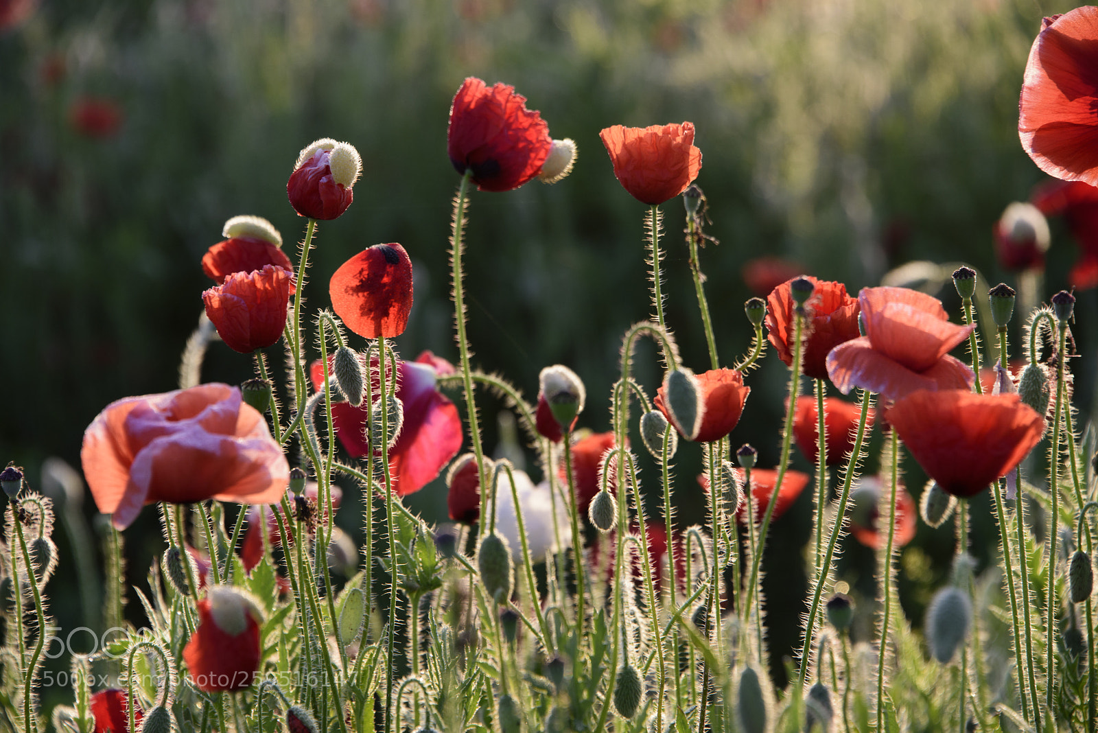 Nikon D810 sample photo. Poppy 4 photography