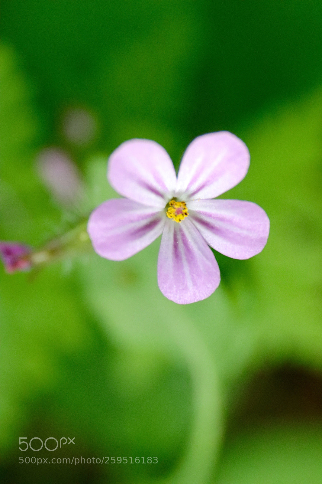Canon EOS 77D (EOS 9000D / EOS 770D) sample photo. Storkbill photography