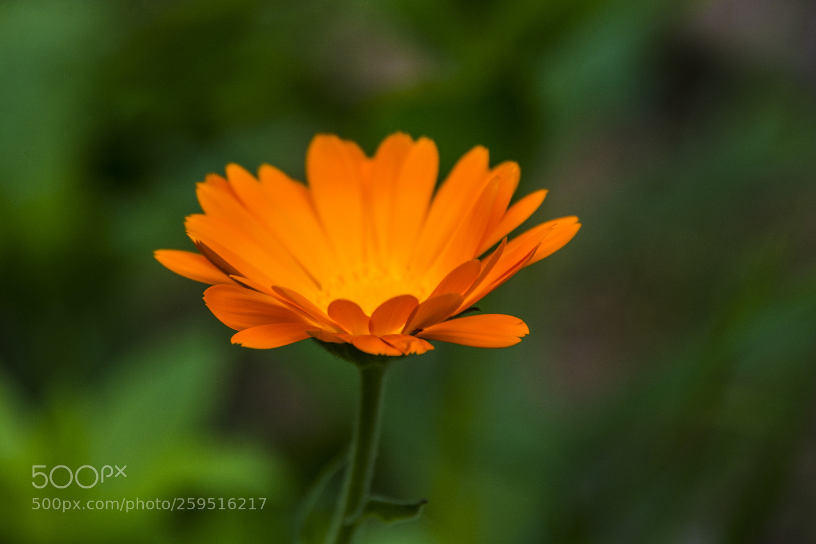 Nikon D7100 sample photo. Jpg photography