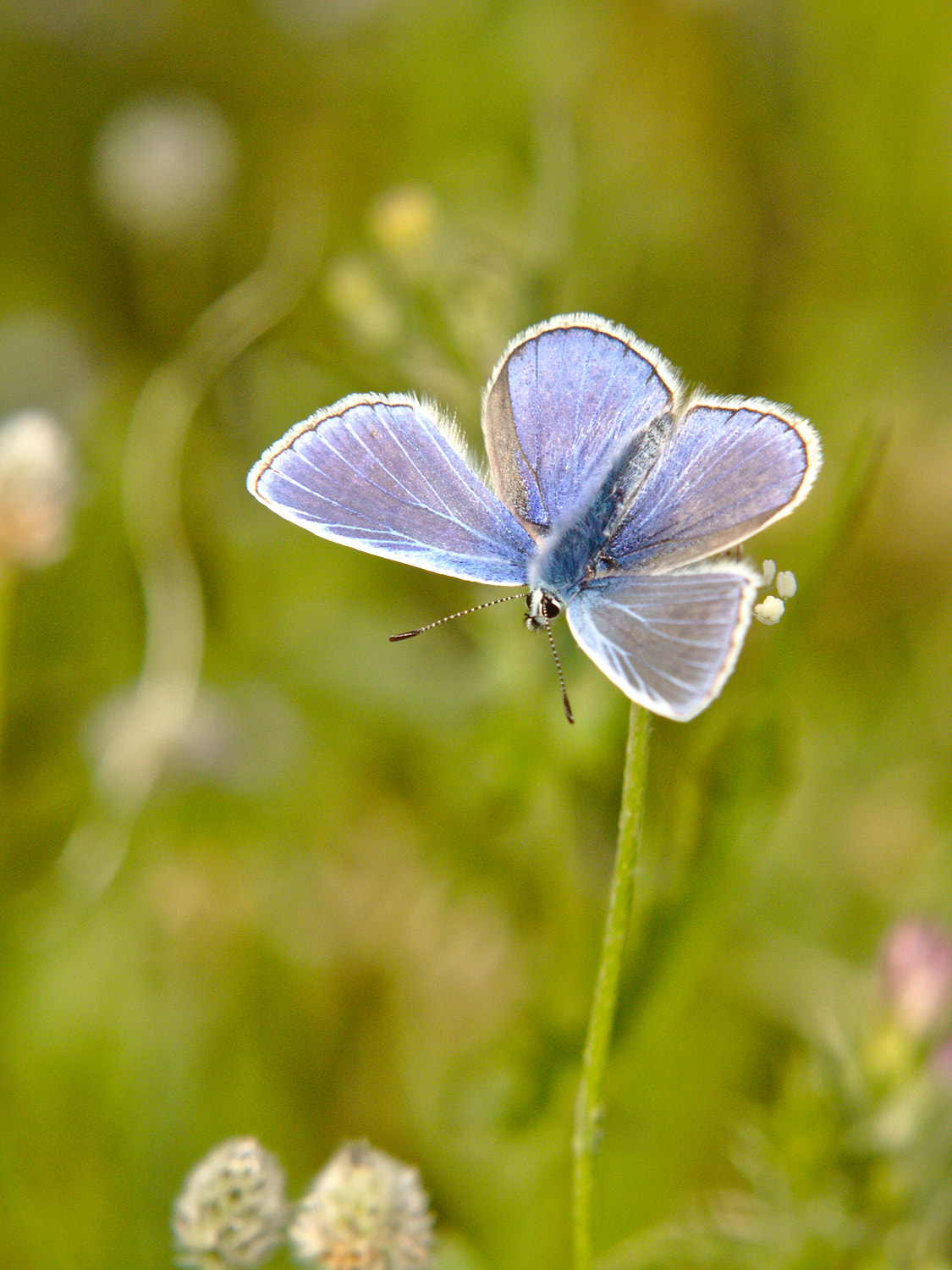 Canon EOS 50D + Sigma 70-200mm F2.8 EX DG OS HSM sample photo. Papillon photography