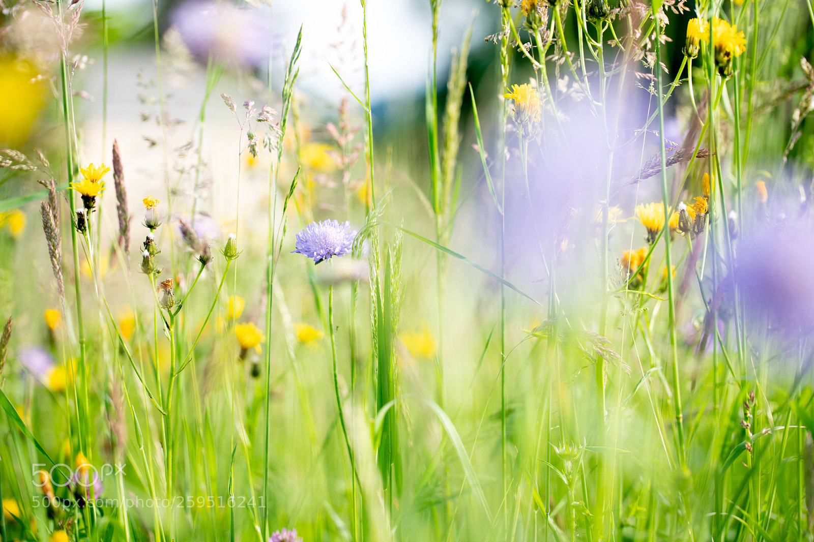 Canon EOS 6D Mark II sample photo. Spring iii photography