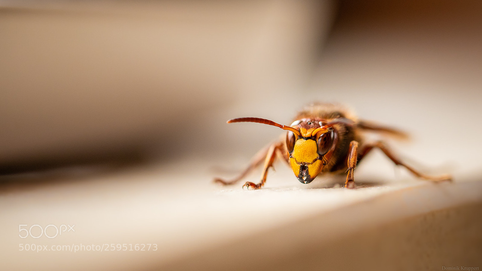Canon EOS 6D Mark II sample photo. Hornet photography
