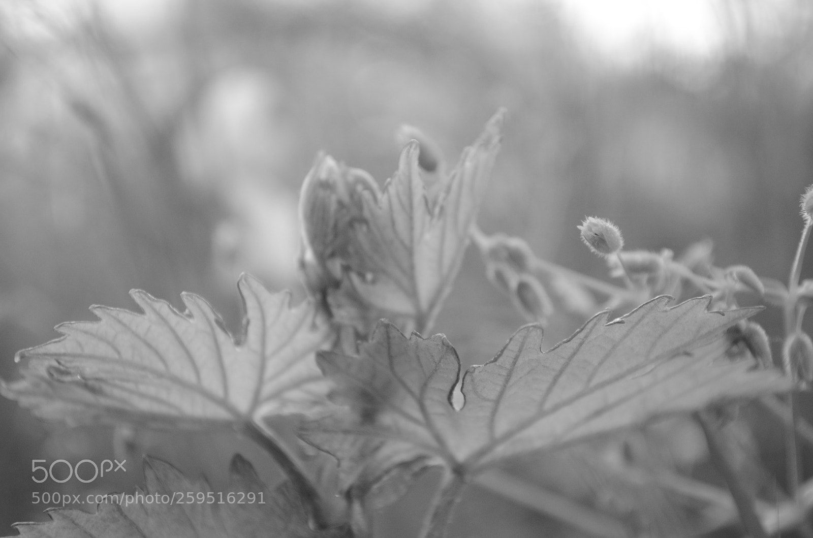 Nikon D5100 sample photo. The rise of glory photography