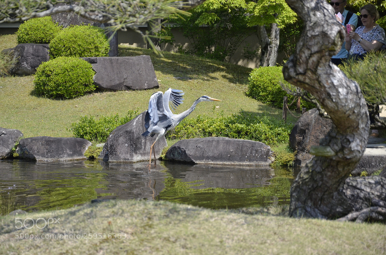 Nikon D7000 sample photo. Crane - himeji in photography