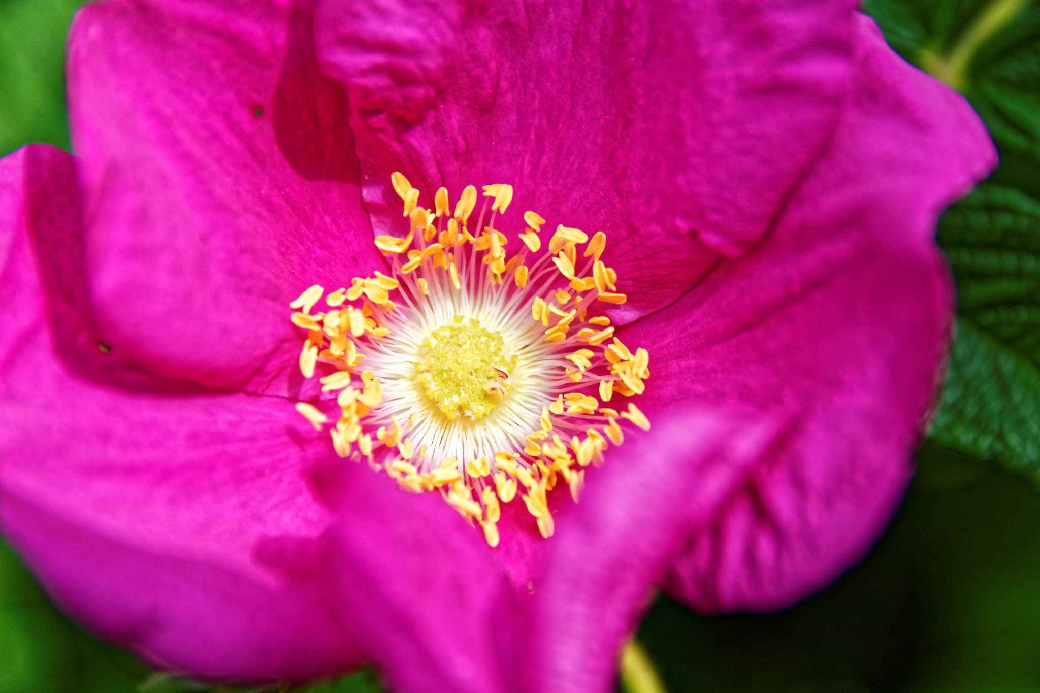 Sigma 17-70mm F2.8-4 DC Macro OS HSM sample photo. Pistil photography