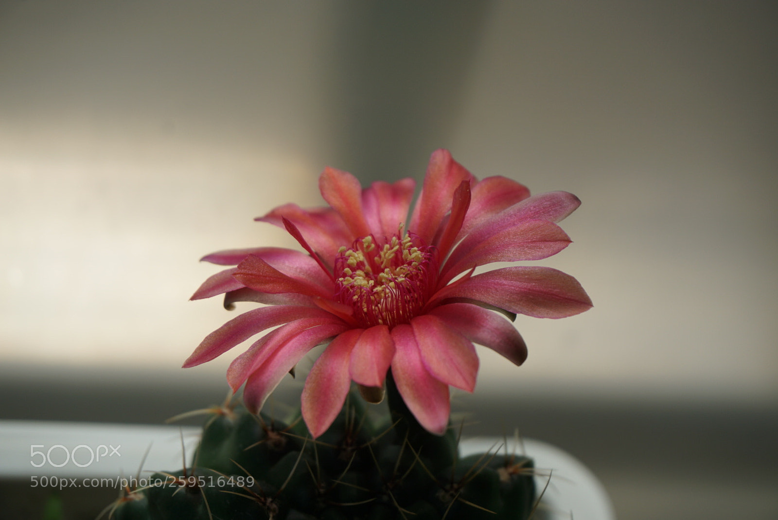 Sony a6000 sample photo. Pricky beauty photography