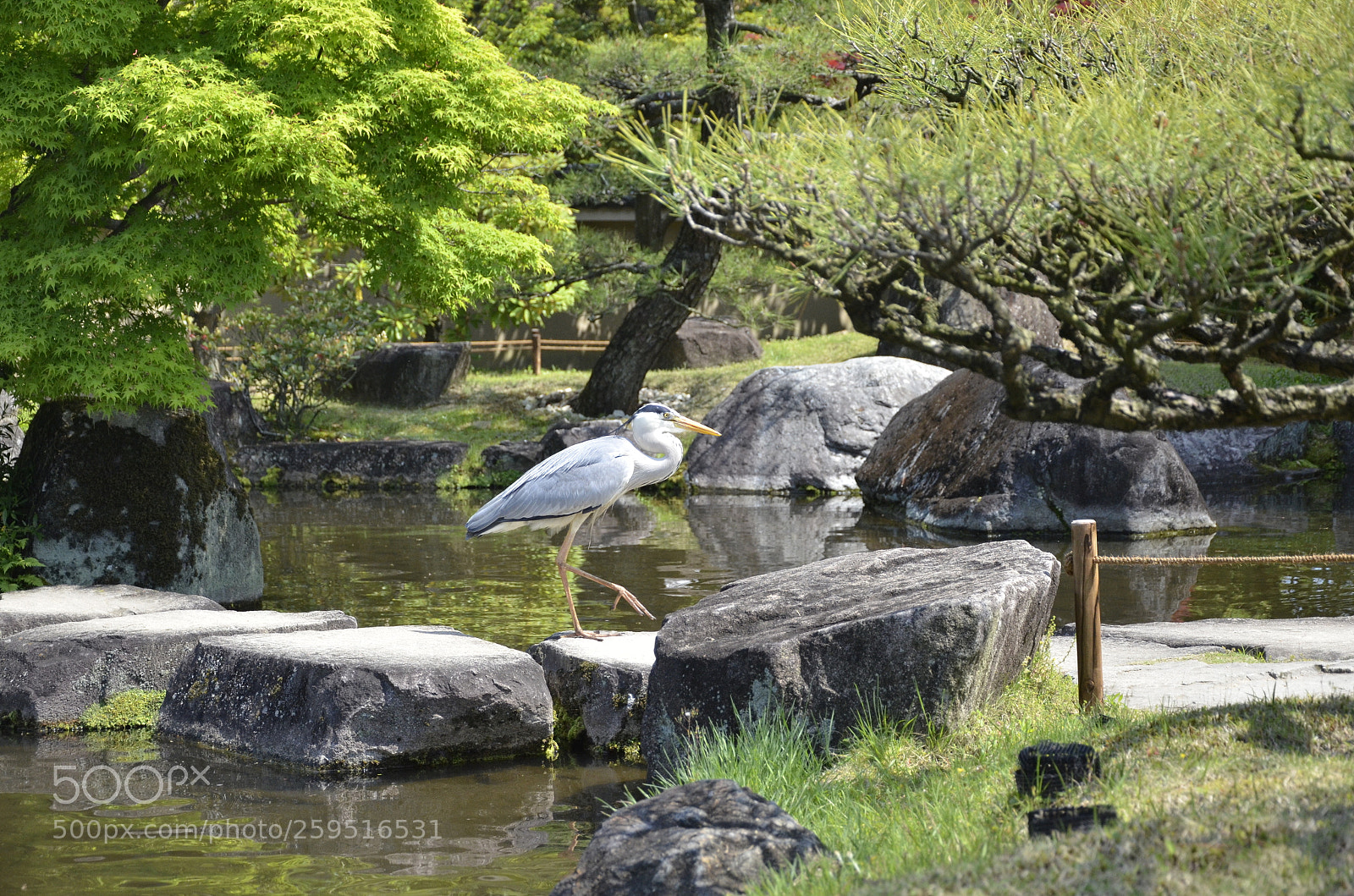 Nikon D7000 sample photo. Crane - himeji in photography