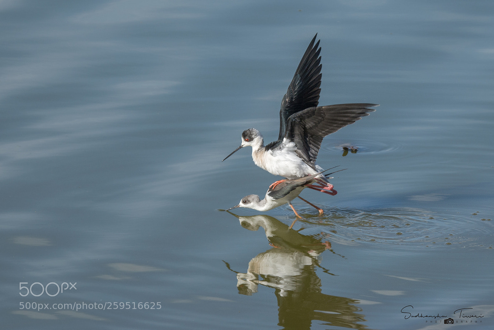 Canon EOS 70D sample photo. Black winged stilts.. photography