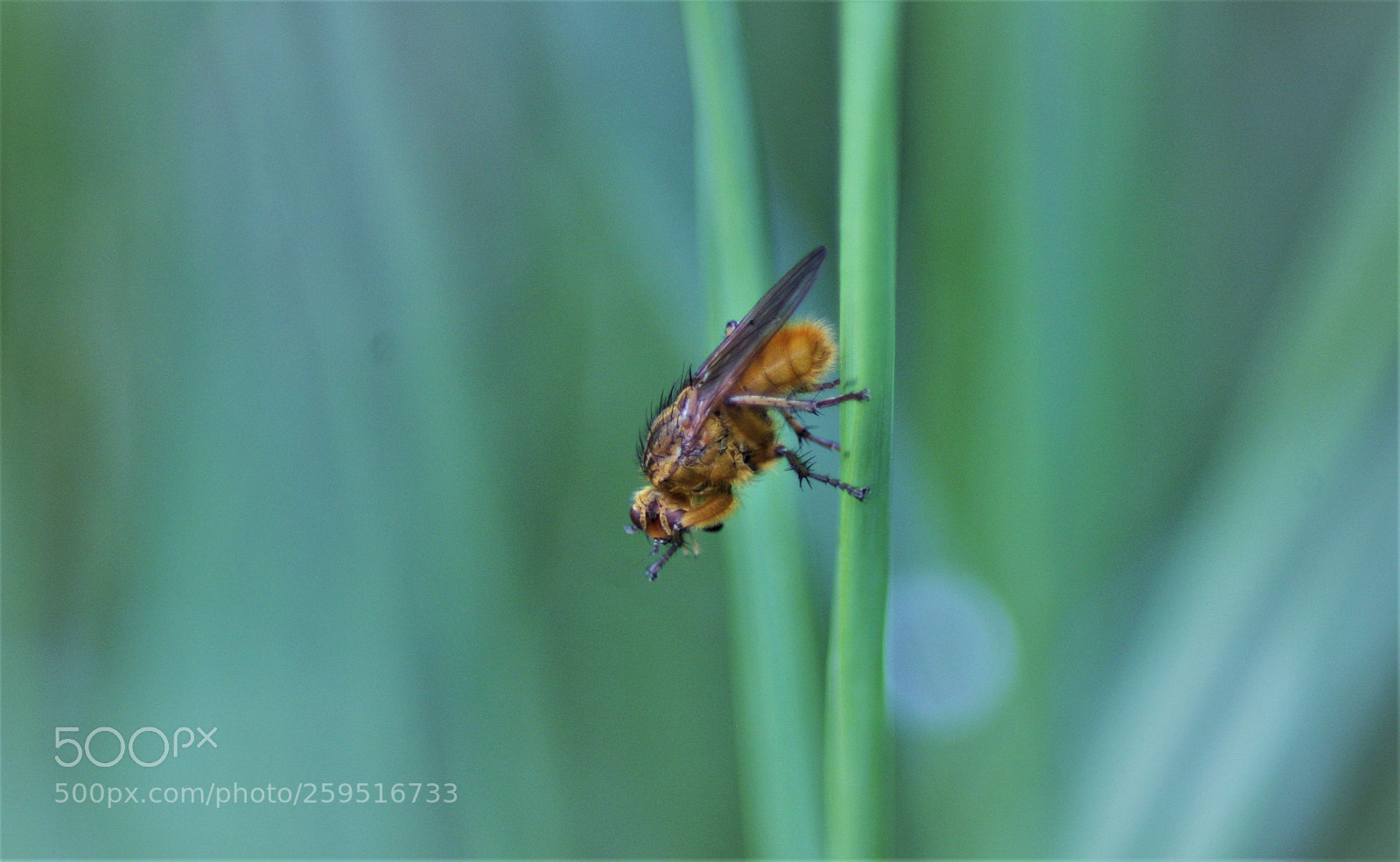 Canon EOS 1200D (EOS Rebel T5 / EOS Kiss X70 / EOS Hi) sample photo. Little tiger photography