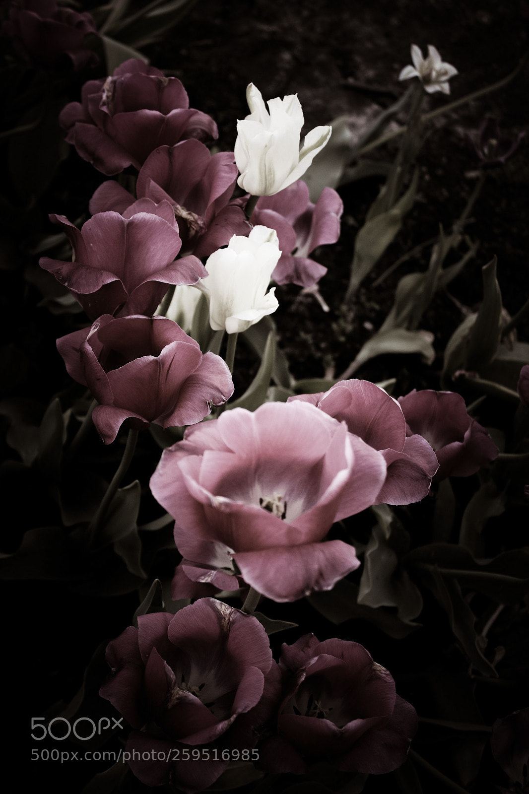 Canon EOS 700D (EOS Rebel T5i / EOS Kiss X7i) sample photo. Garden photography