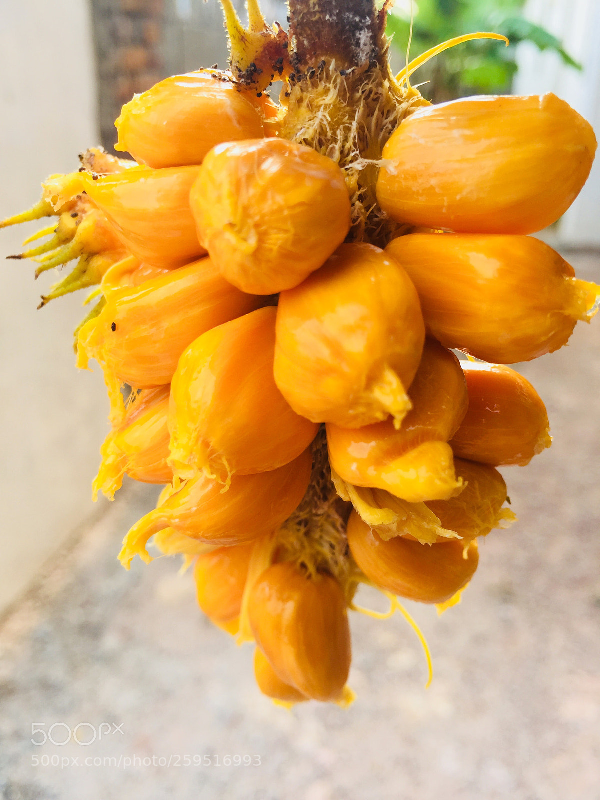 Apple iPhone 6 sample photo. Yummy photography