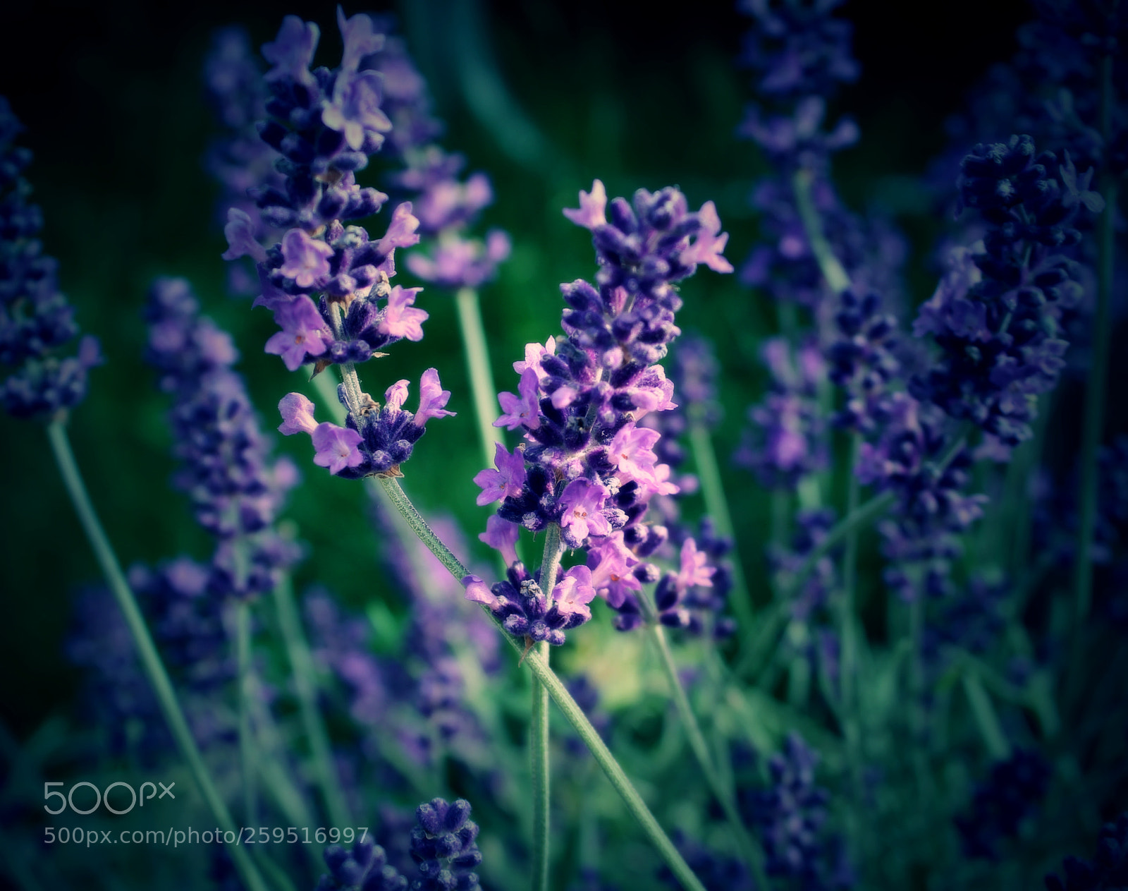 Canon EOS 1100D (EOS Rebel T3 / EOS Kiss X50) sample photo. Levander photography