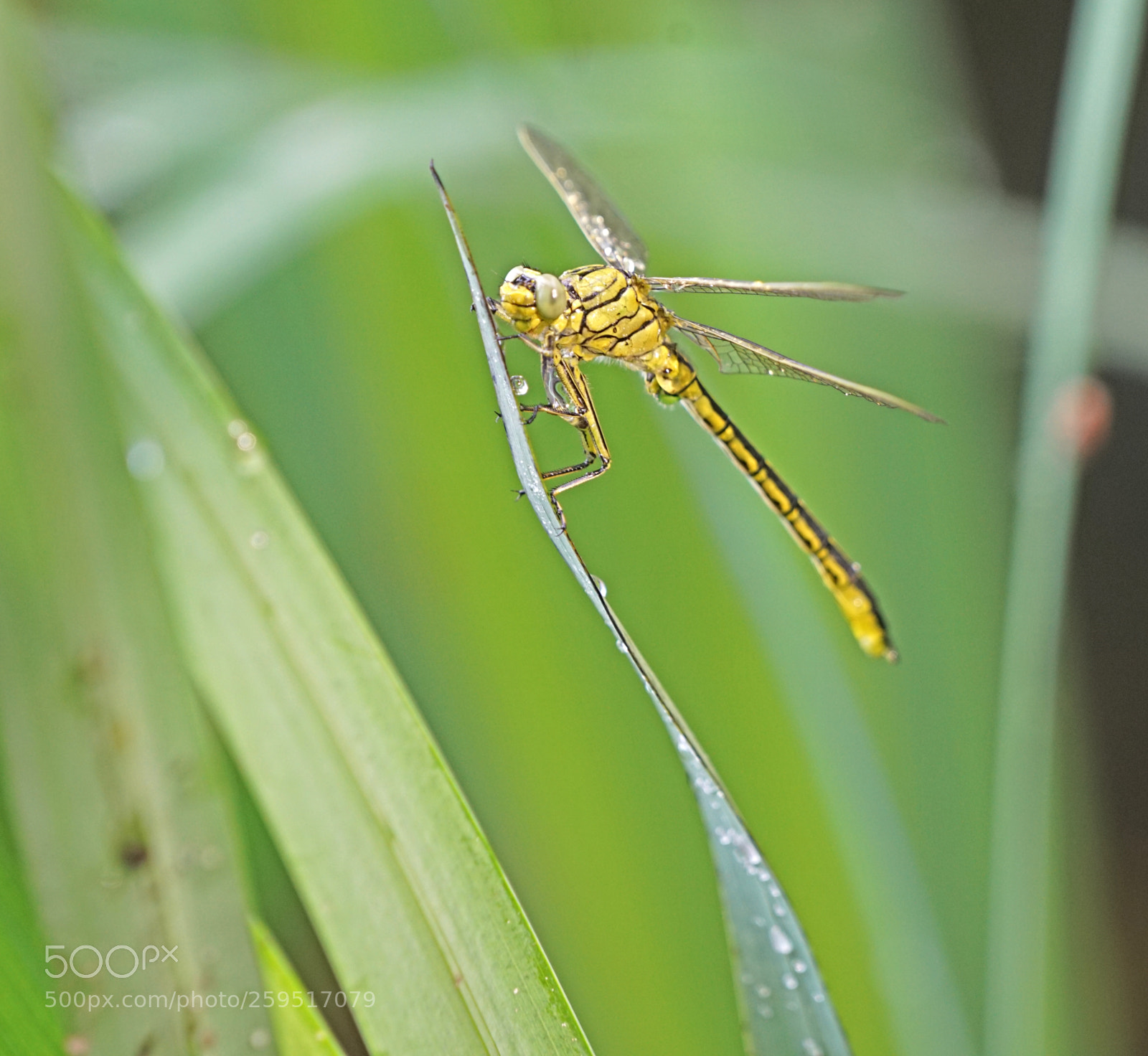Sony a7R II sample photo. Dragon fly knows smiling photography