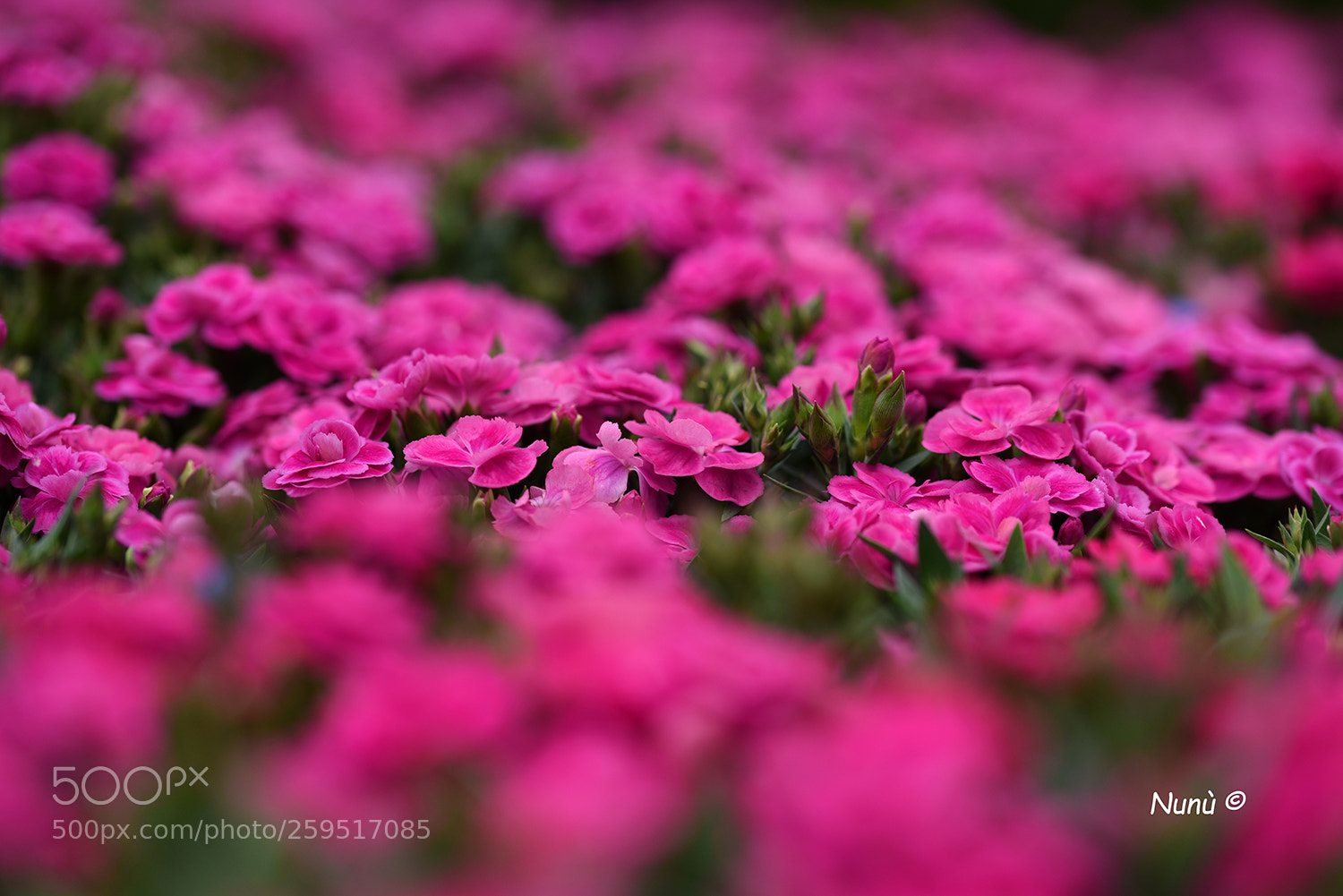 Nikon D750 sample photo. Garofani siberiani photography
