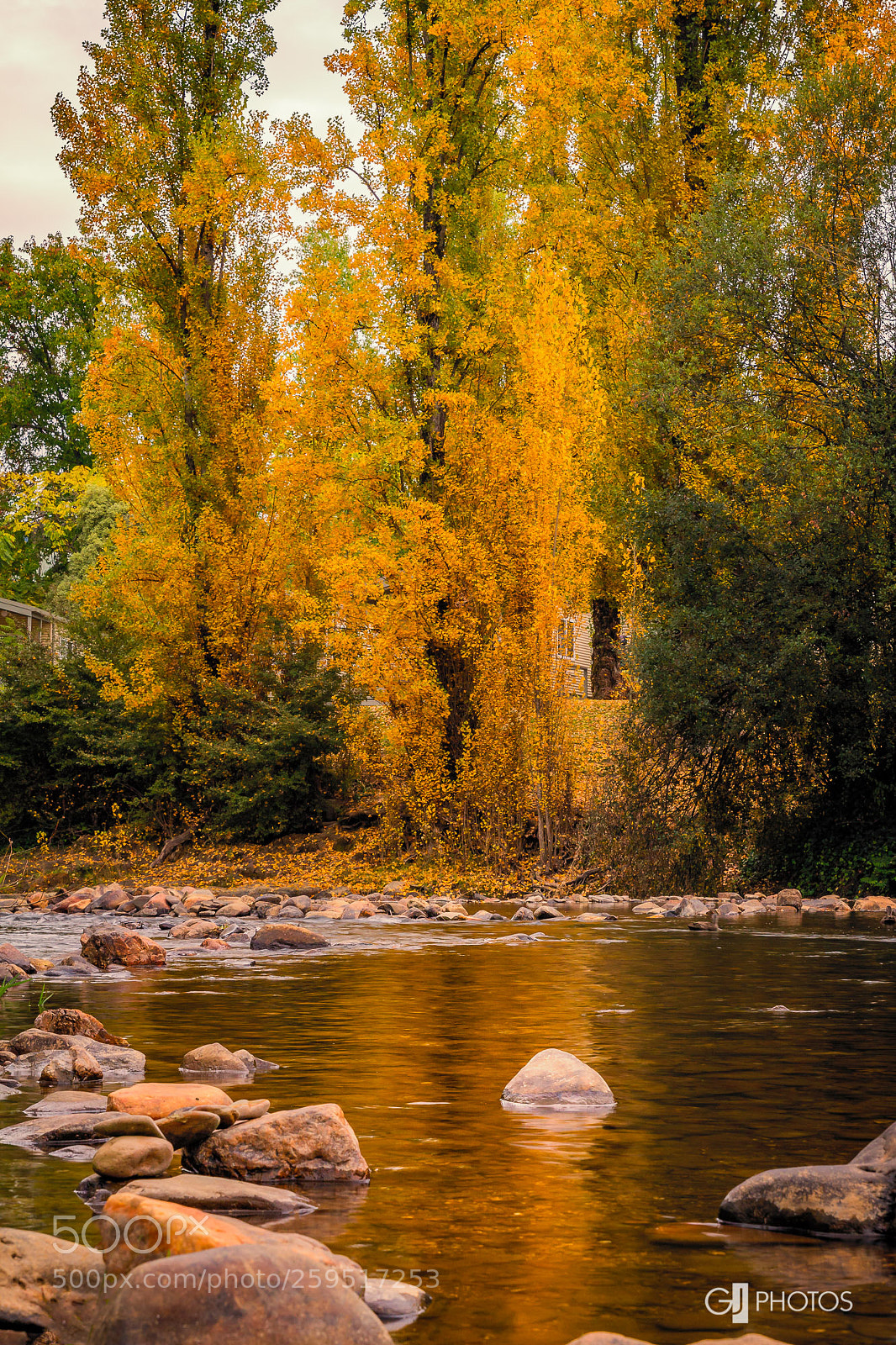 Canon EOS 60D sample photo. Poplars by the river photography