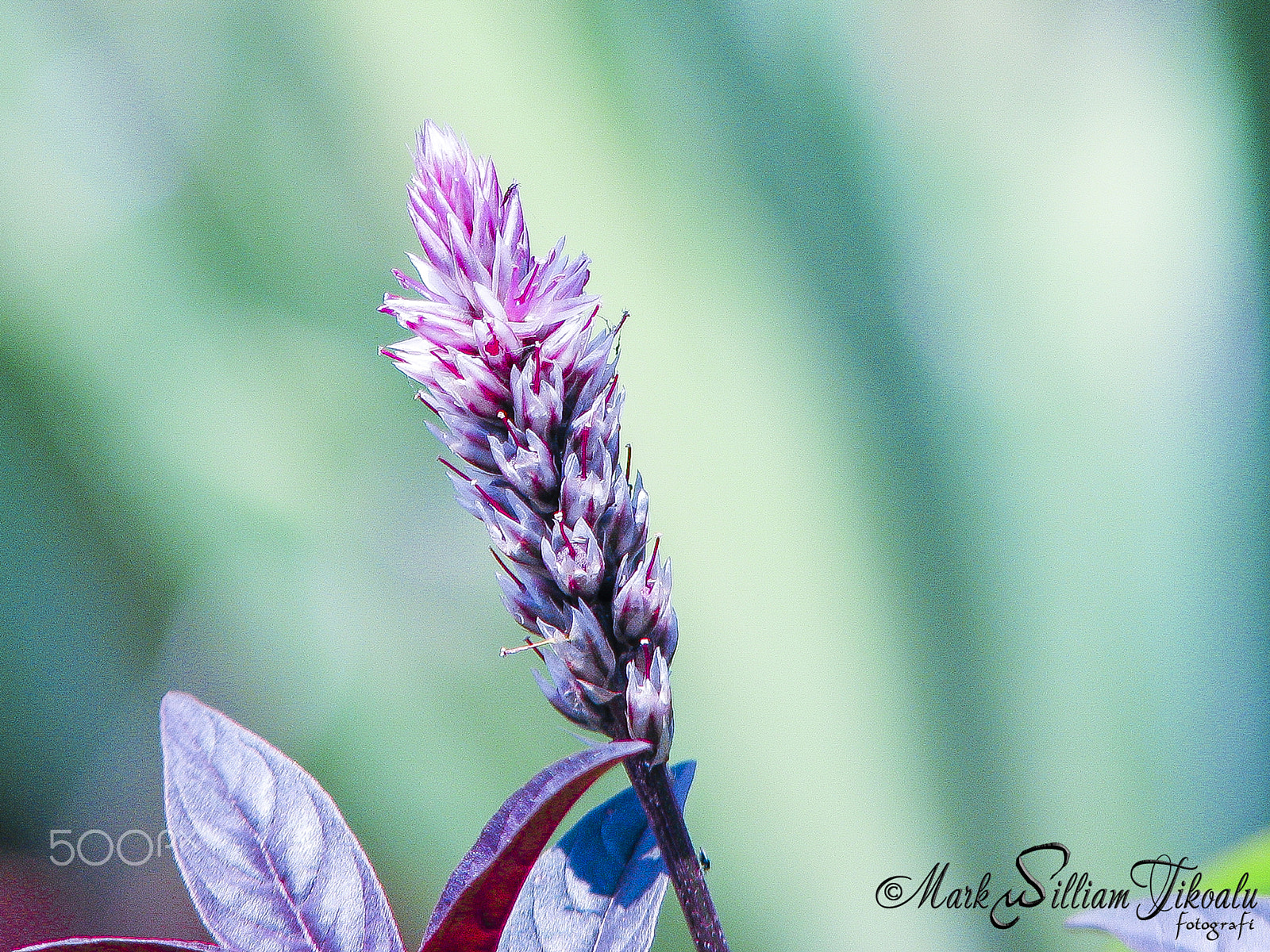 Canon POWERSHOT S3 IS sample photo. Flower photography
