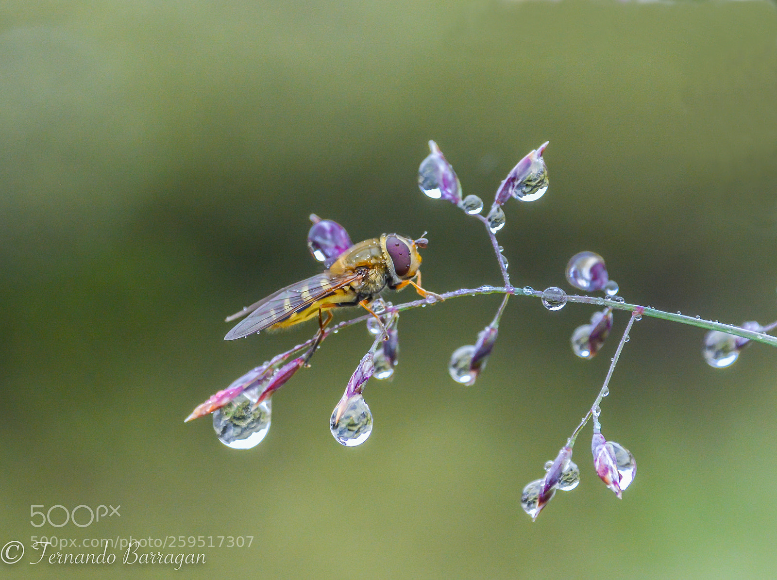 Nikon D7100 sample photo. Mosca y gotas (de ) photography