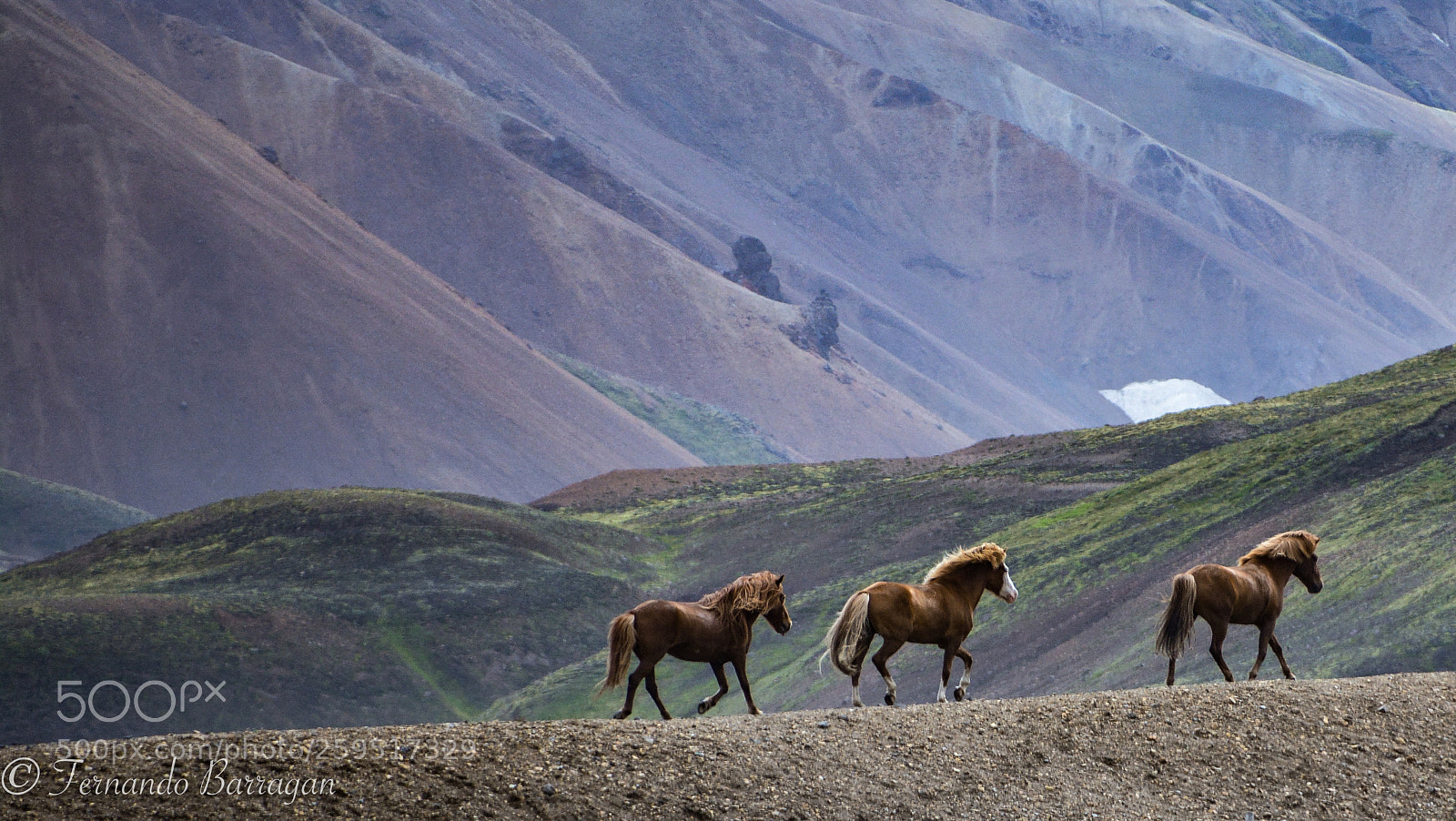 Nikon D7100 sample photo. Caballos islandia photography