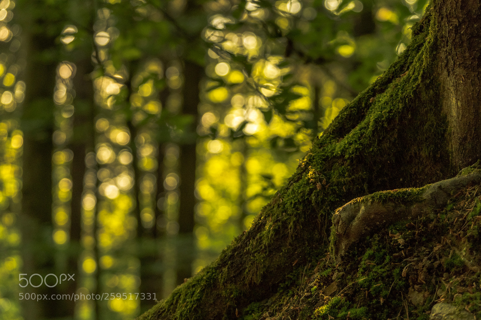 Pentax K-S2 sample photo. Forest series #33 photography