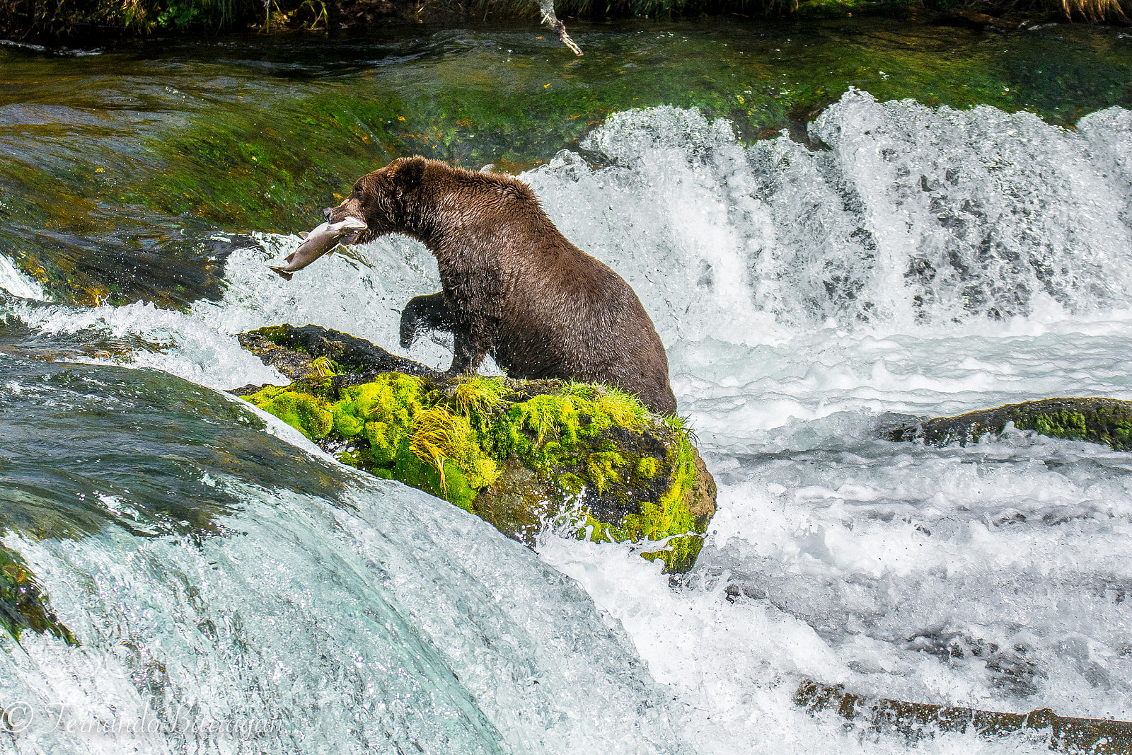Nikon D7100 sample photo. Oso pescando photography