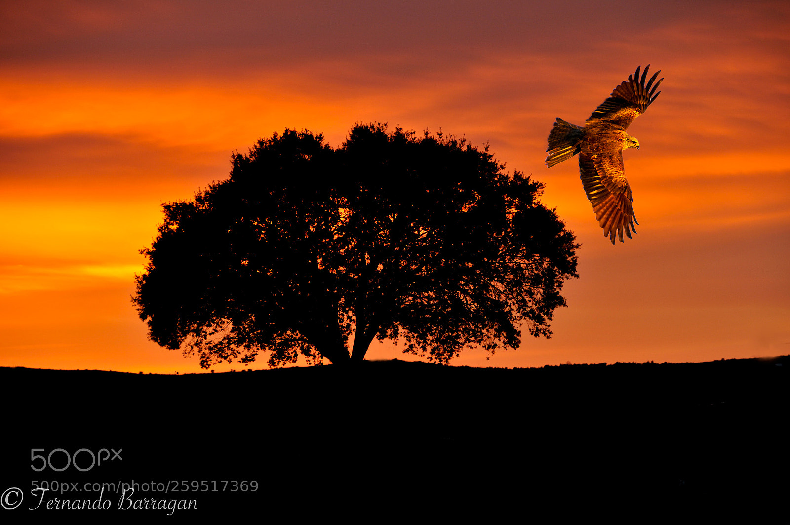 Nikon D300S sample photo. Milano volando en sunset photography
