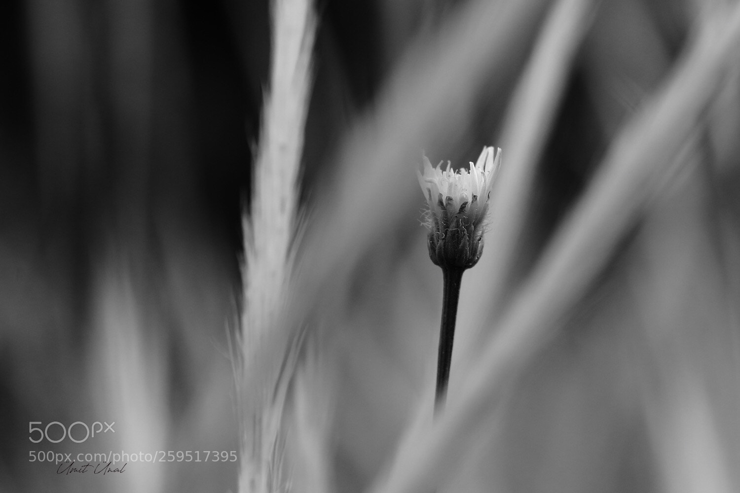 Canon EOS 7D Mark II sample photo. Designed by nature  photography