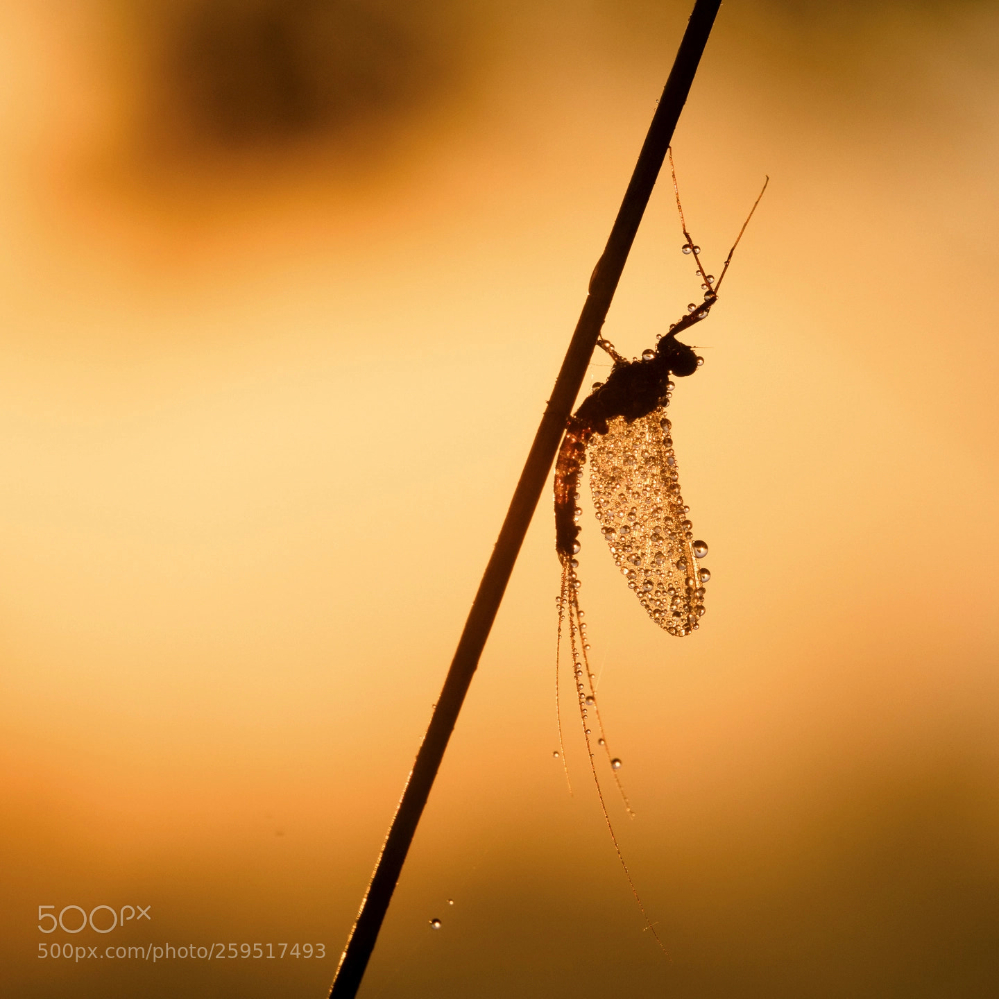 Canon EOS 5DS R sample photo. Mayfly in the morning photography