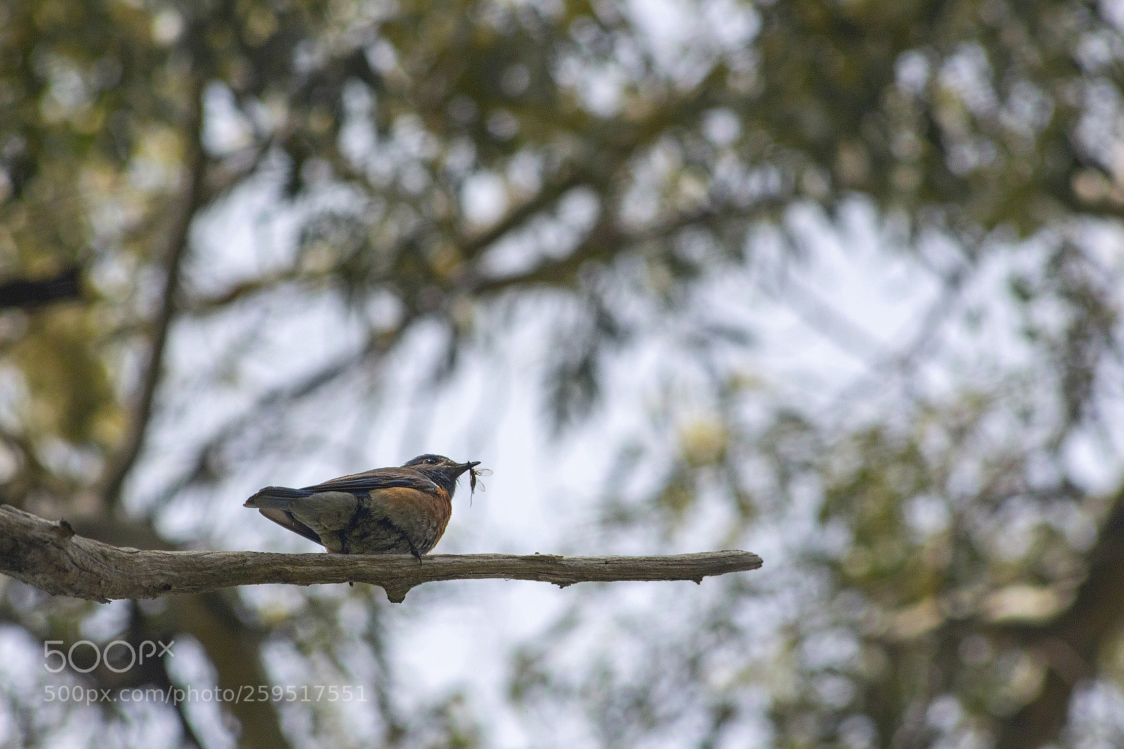 Canon EOS 600D (Rebel EOS T3i / EOS Kiss X5) sample photo. The bluebird eats photography