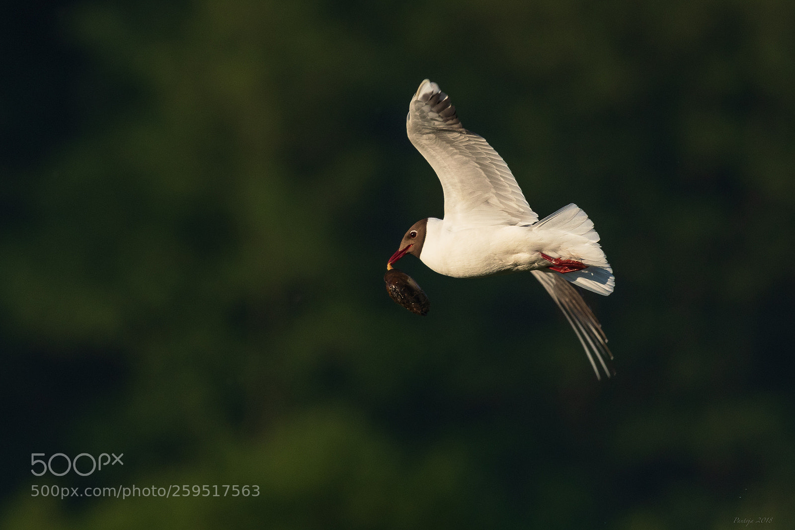 Nikon D500 sample photo. Black-headed gull photography