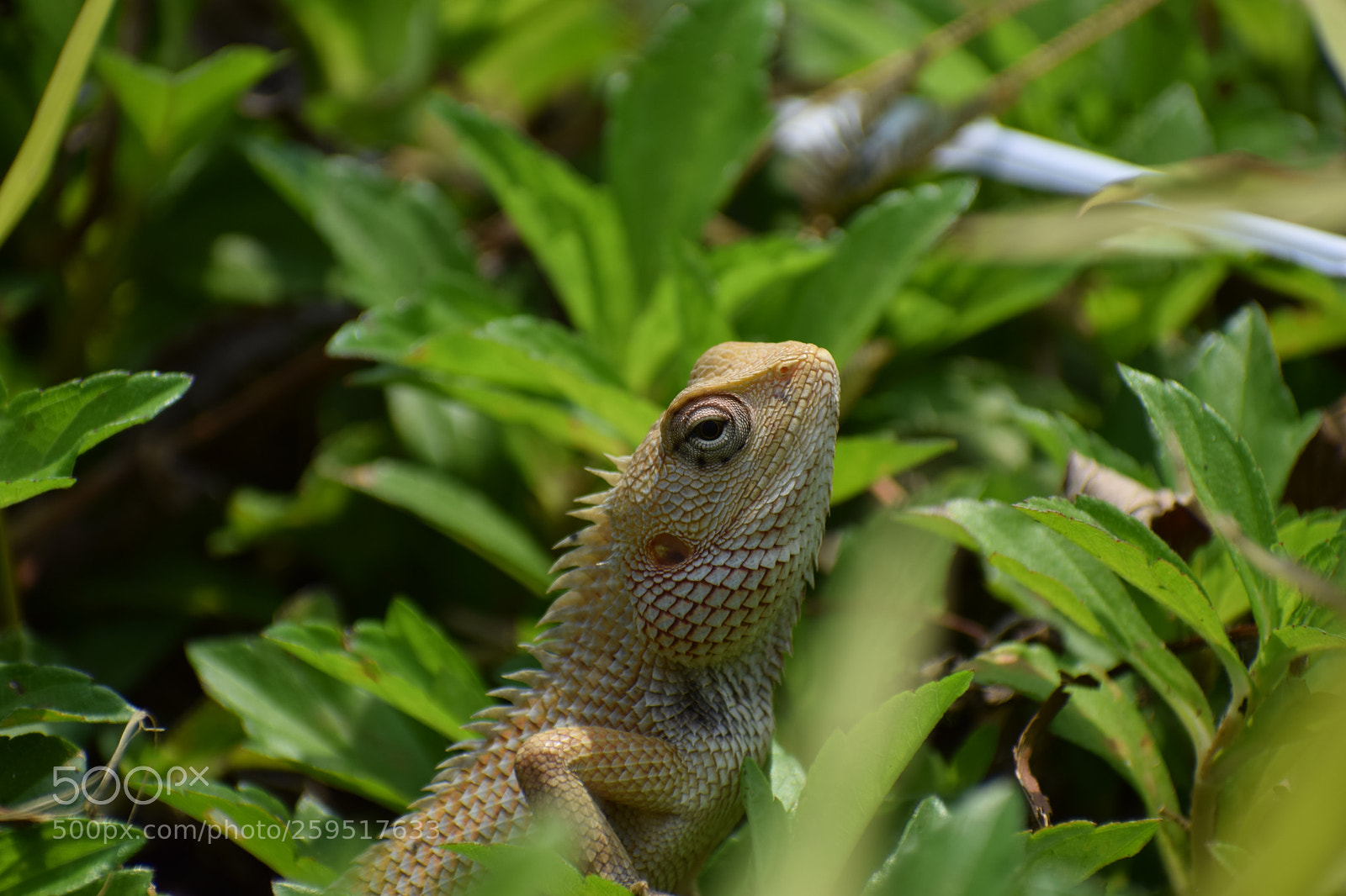 Nikon D3300 sample photo. Garden lizard photography
