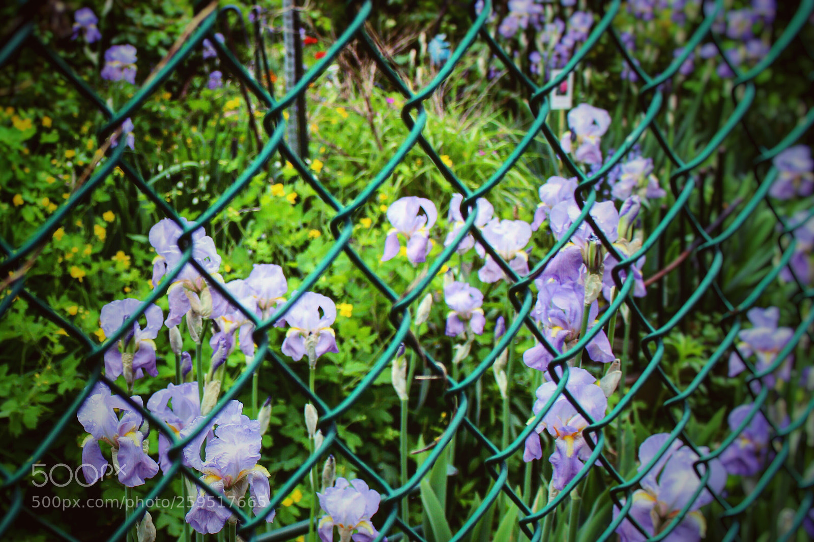 Canon EOS 100D (EOS Rebel SL1 / EOS Kiss X7) sample photo. Caged flowers photography