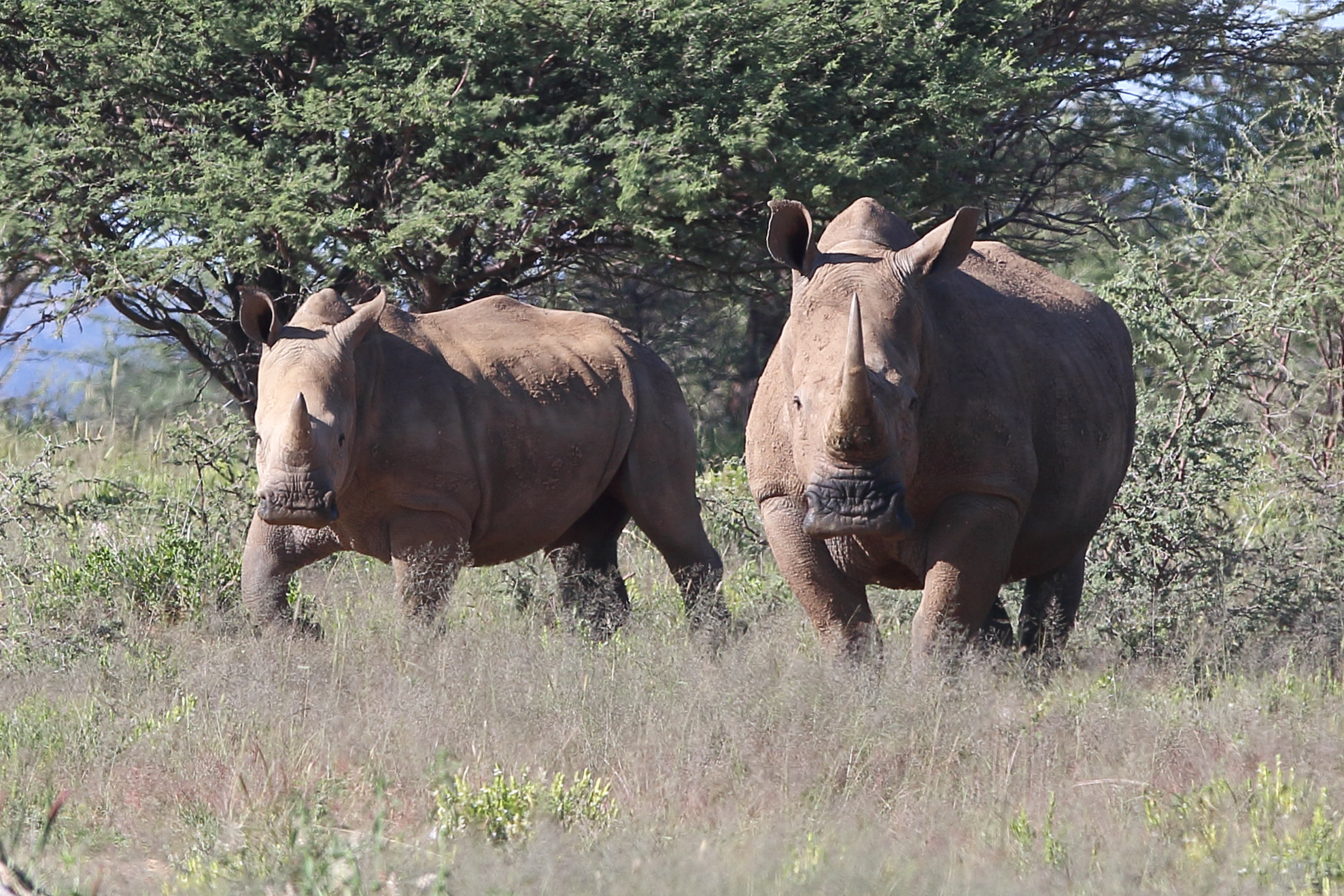 Canon EOS 7D Mark II + Canon EF 300mm F2.8L IS USM sample photo. White rhino photography