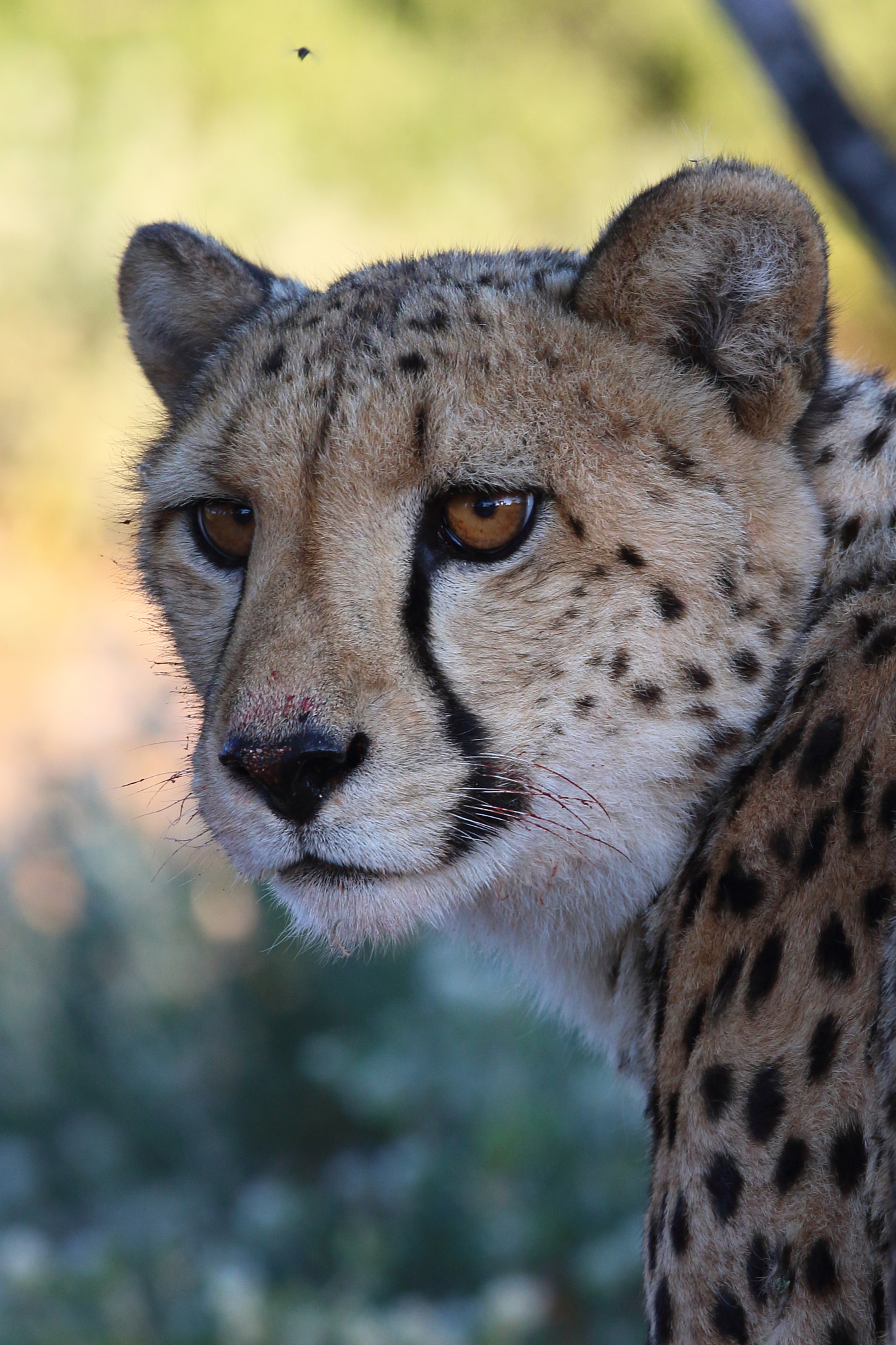 Canon EOS 7D Mark II + Canon EF 300mm F2.8L IS USM sample photo. Cheetah photography