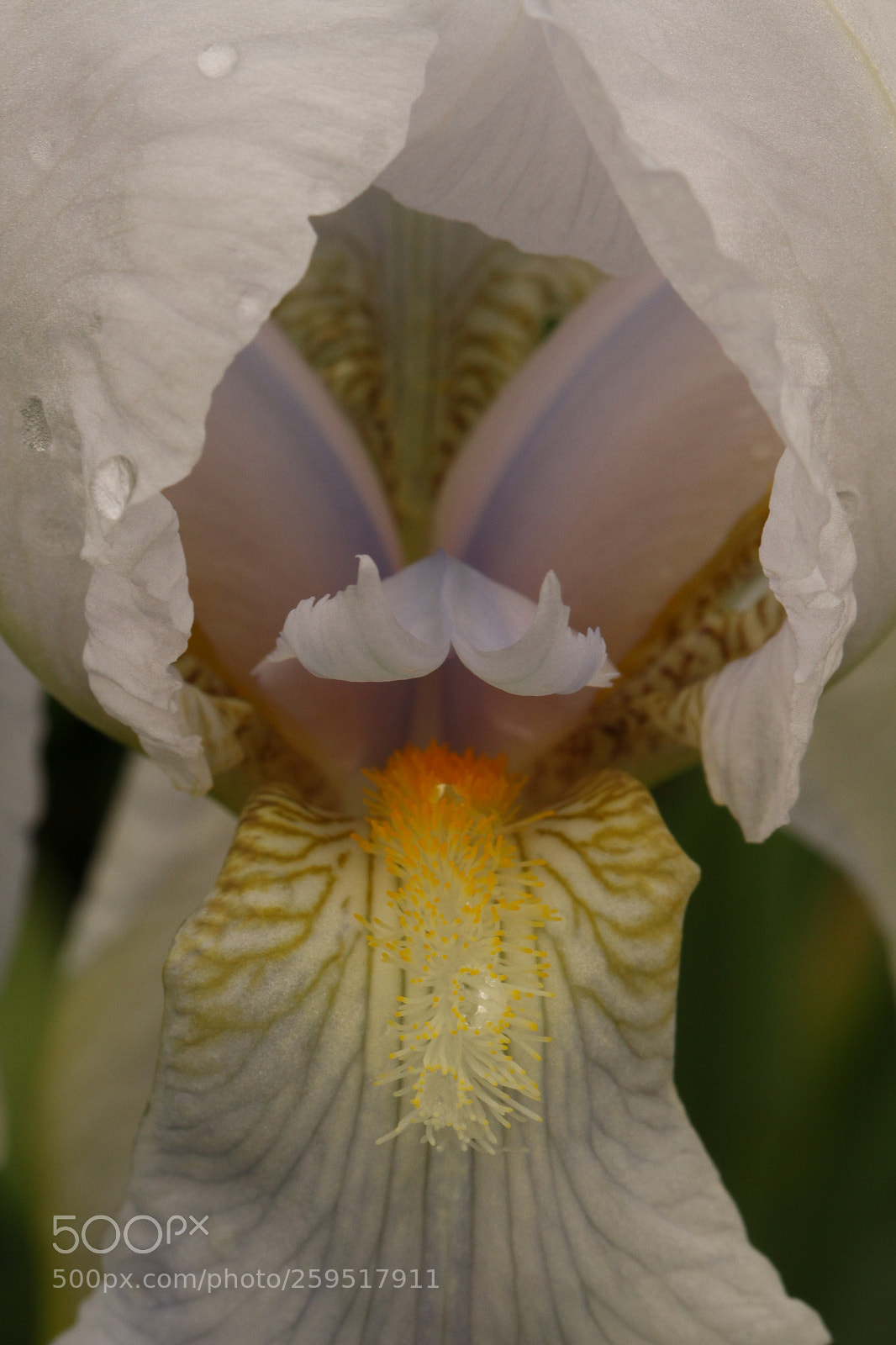 Canon EOS 7D sample photo. Iris photography