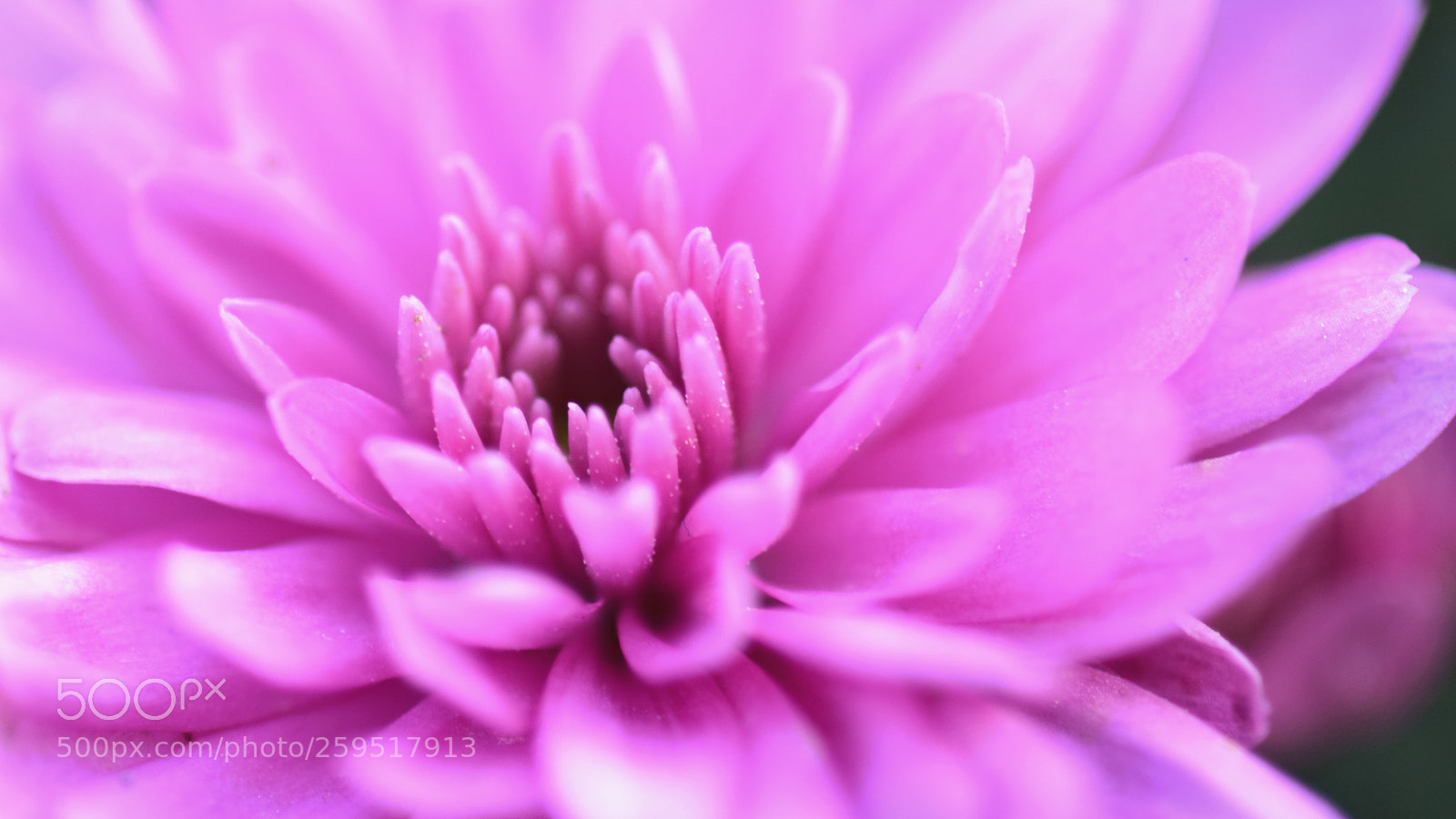 Nikon D5300 sample photo. الورد والروح photography