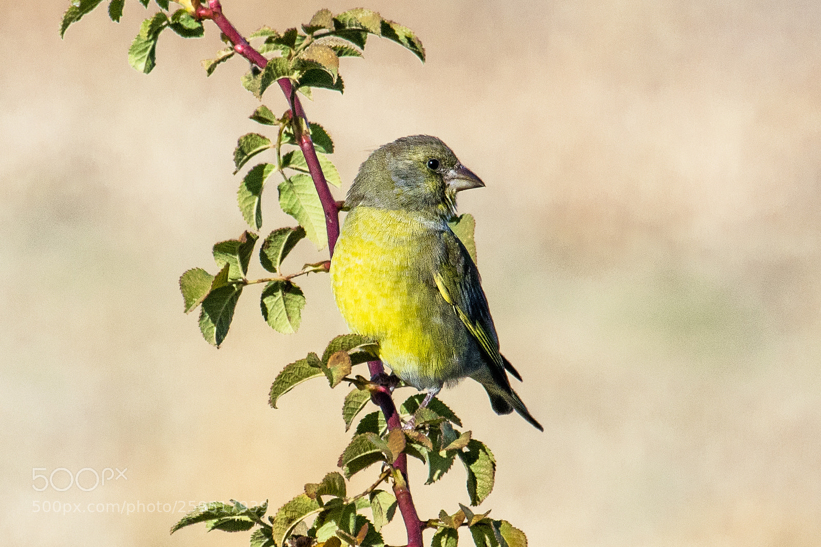 Canon EOS 80D sample photo. European greenfinch photography