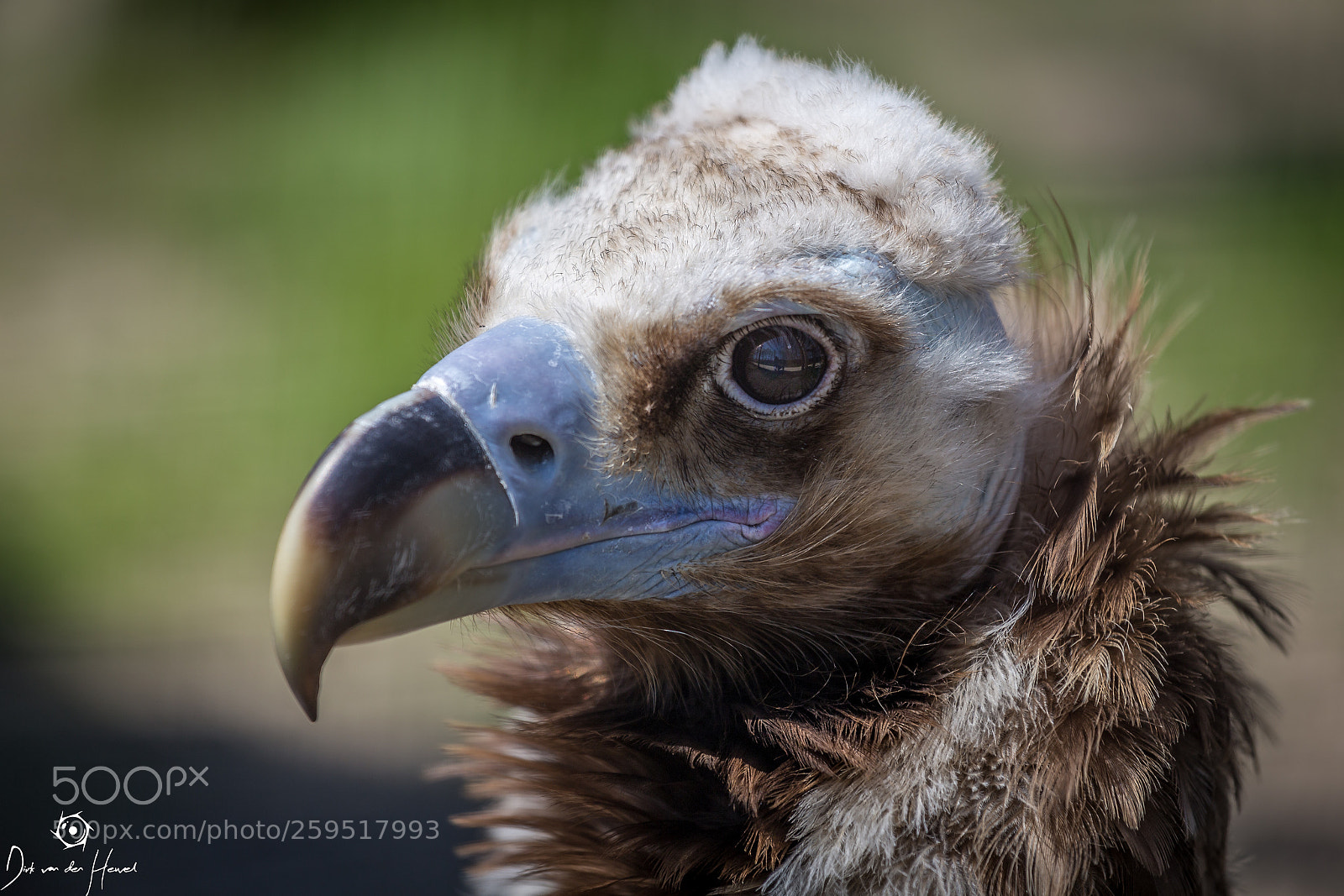 Canon EOS 6D sample photo. Vulture photography