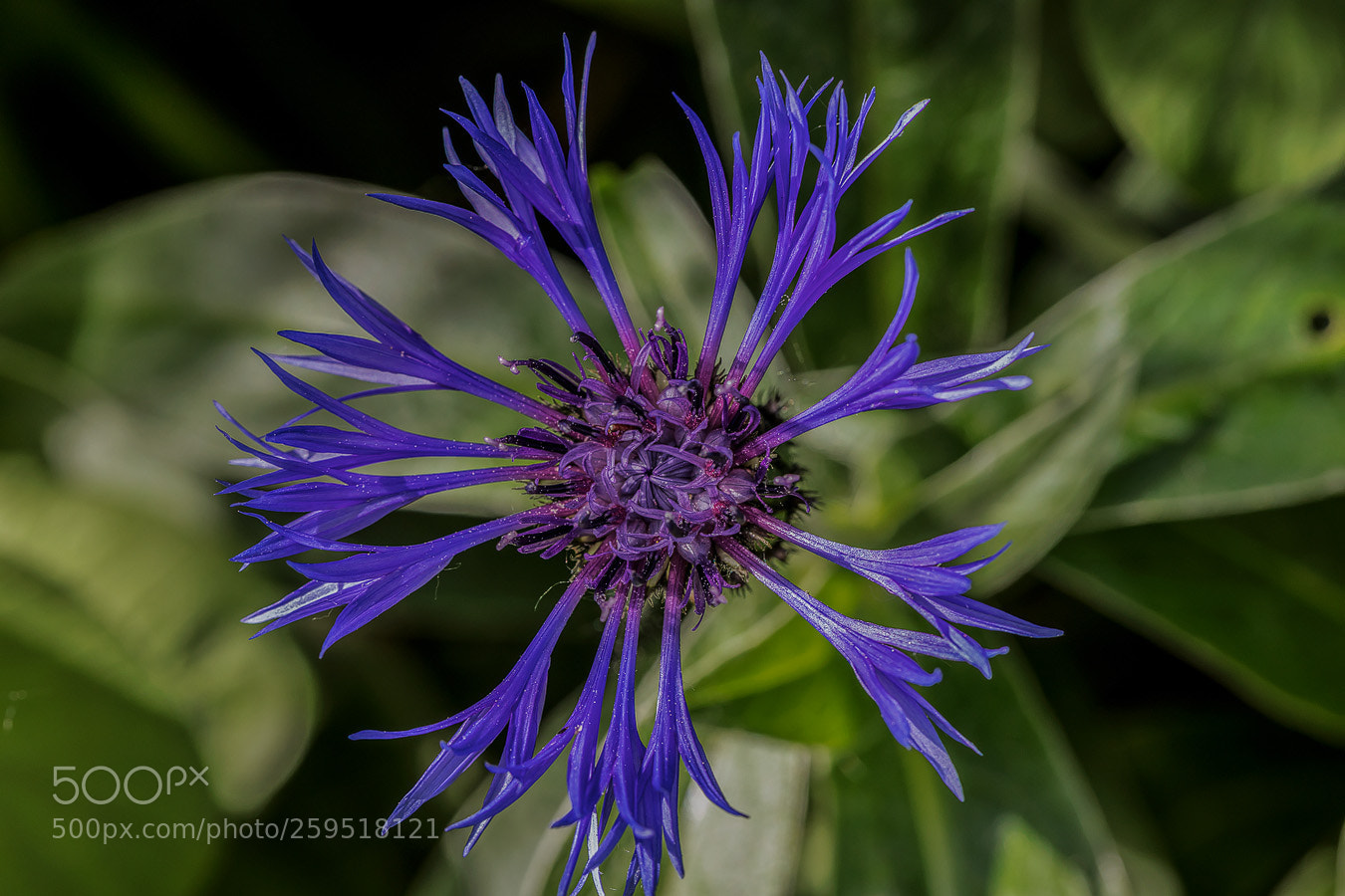 Canon EOS 5D Mark IV sample photo. Kornblume (cyanus segetum) photography